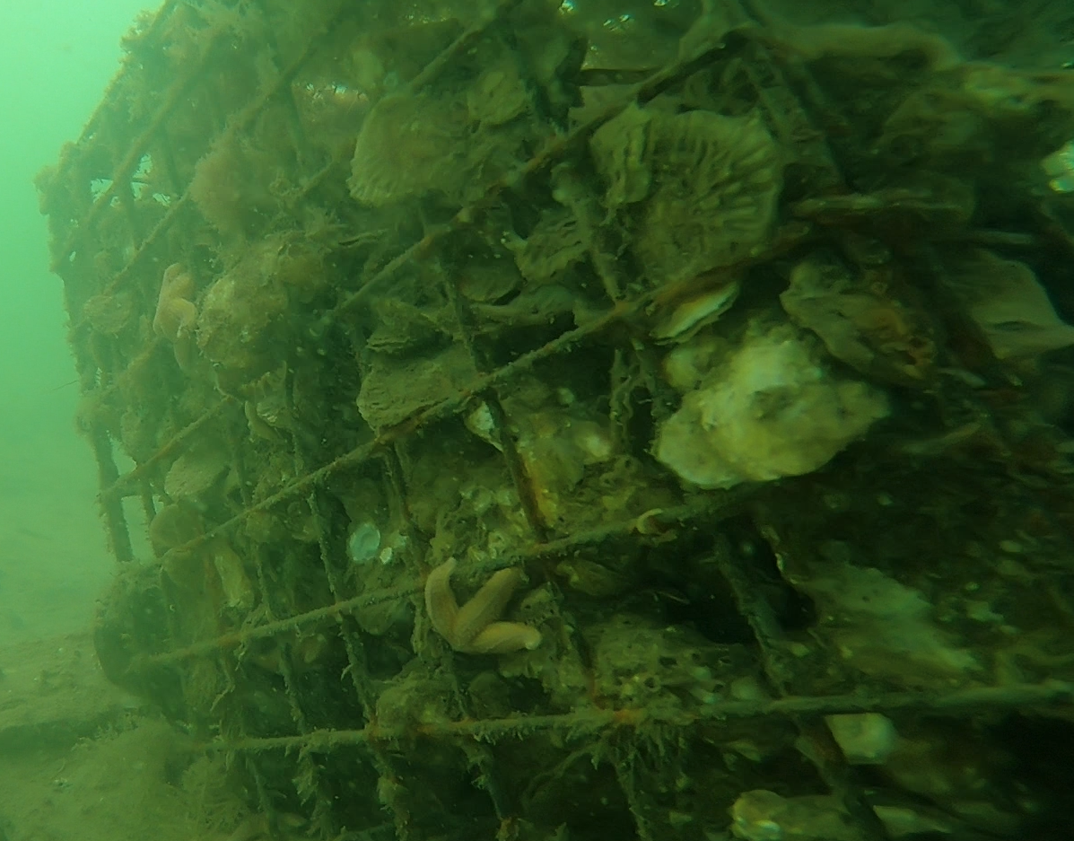 Oesterkorf met veel levende en groeiende oesters. Foto: Waardenburg Ecology.