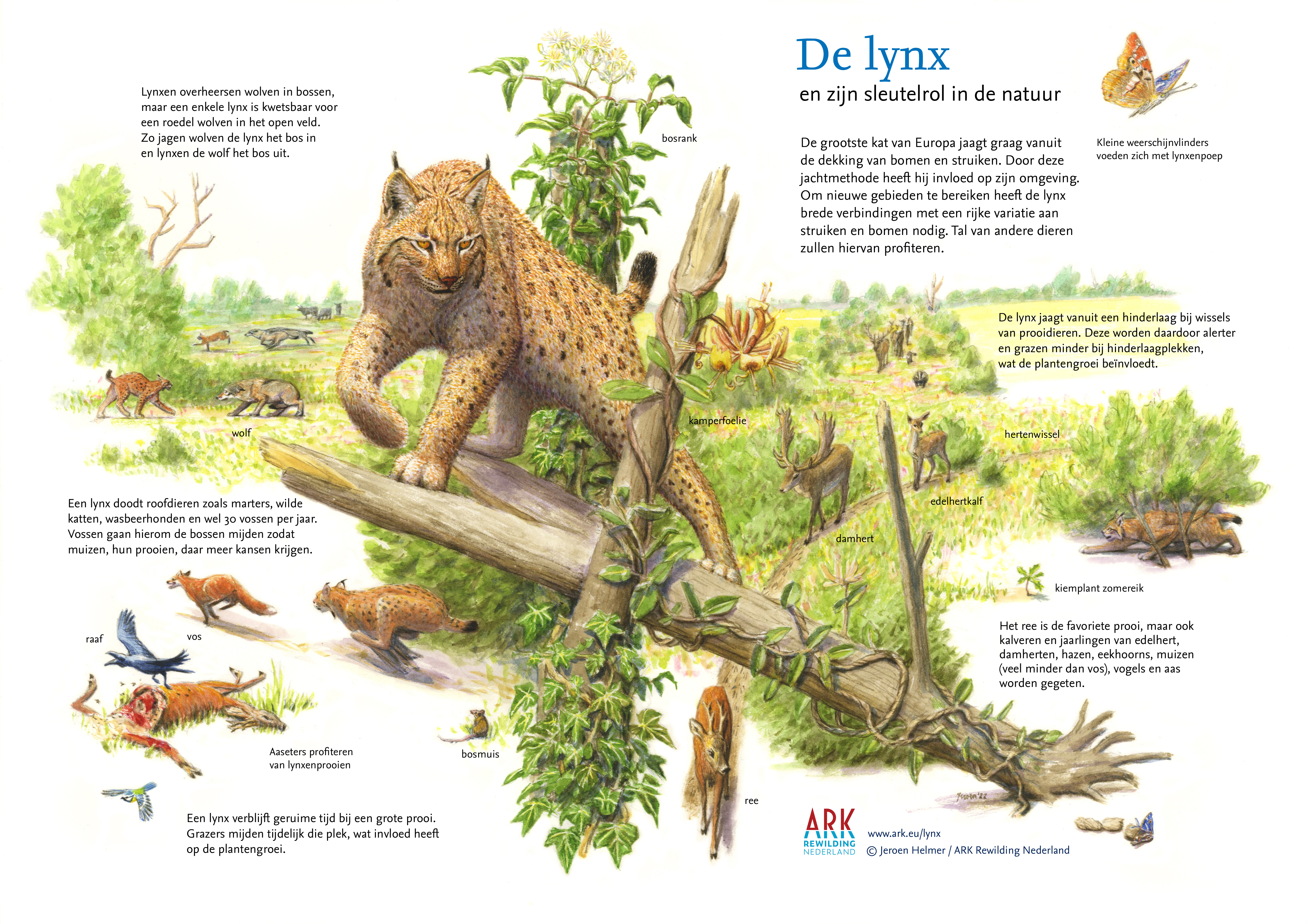 Sleutelsoort lynx. © Jeroen Helmer