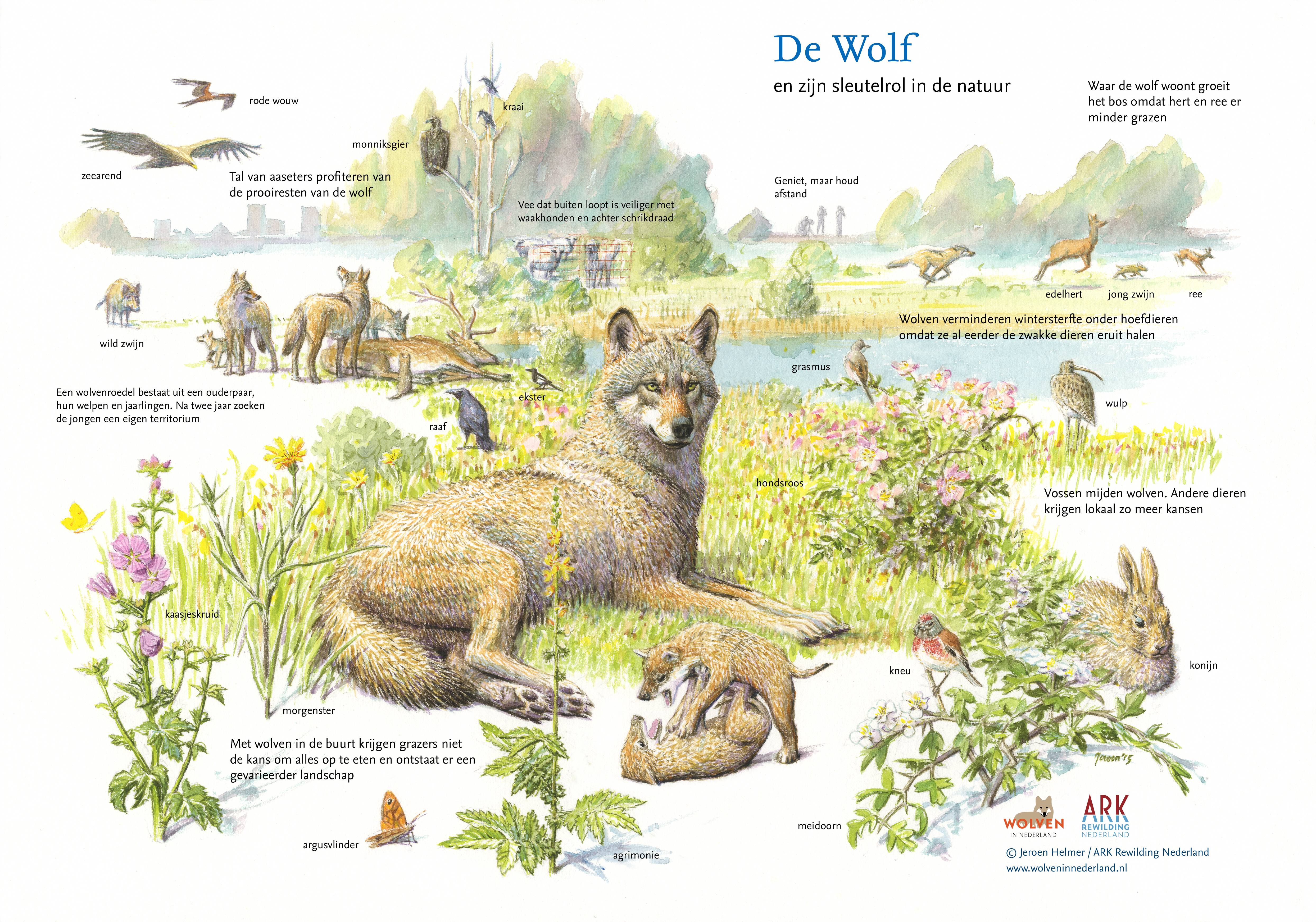Sleutelrol wolf. © Jeroen Helmer