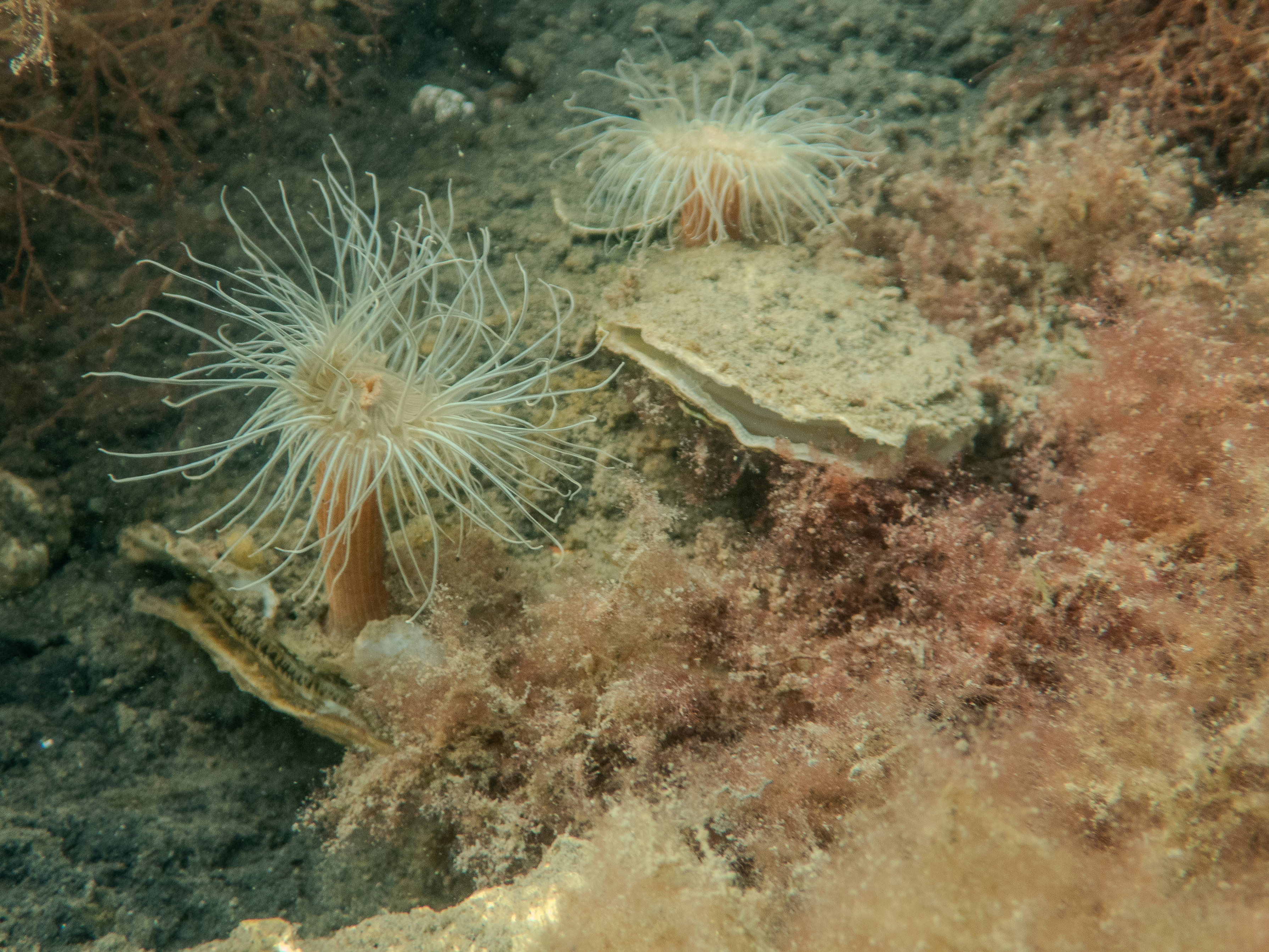 Oesters met weduweroos. Thijmen van Heerde.