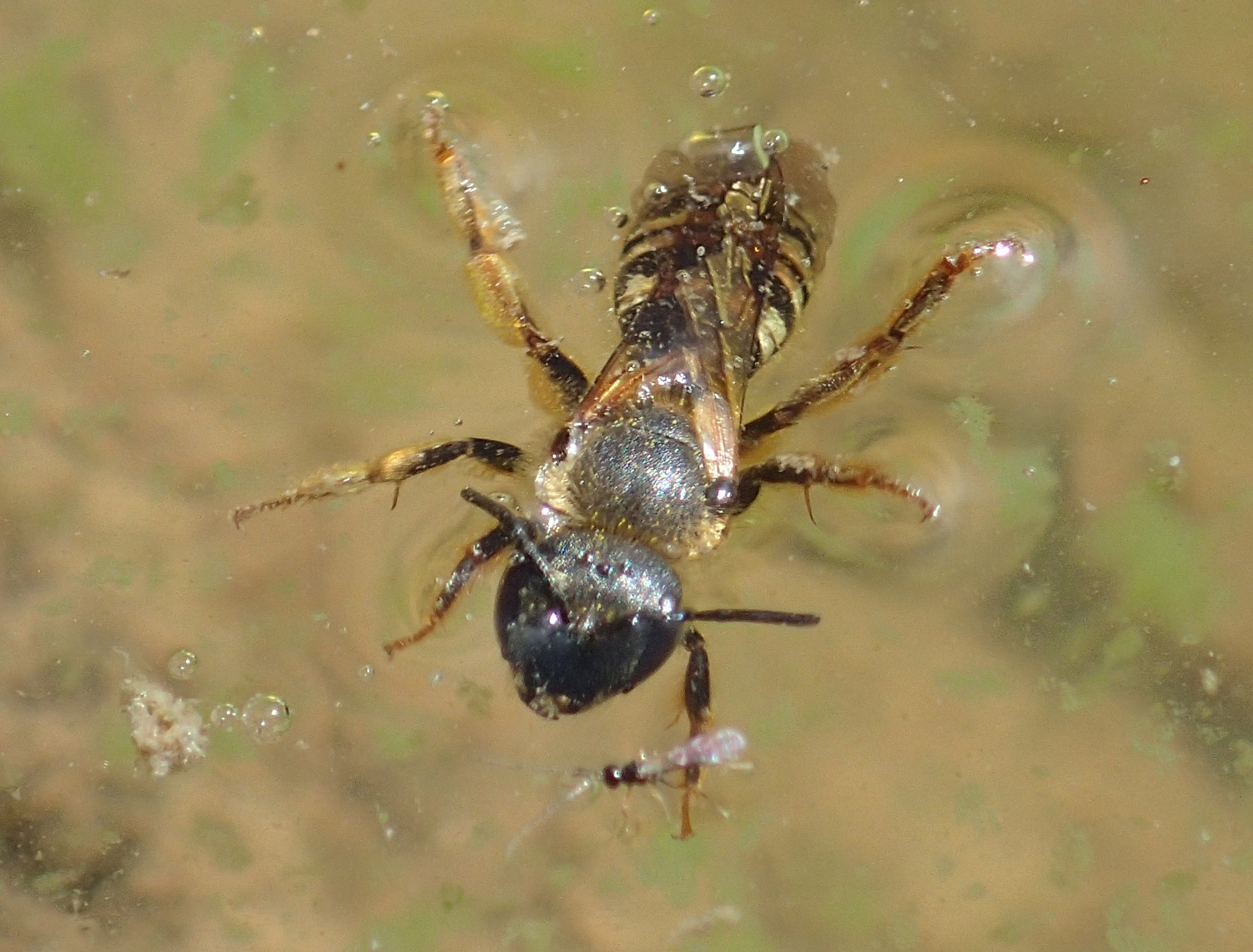 Een breedbandgroefbij werd verrast door het hoge water. Een breedbandgroefbij werd verrast door het hoge water. Doordat hij niet op tijd kon vluchten drijft hij verdronken op het oppervlak.