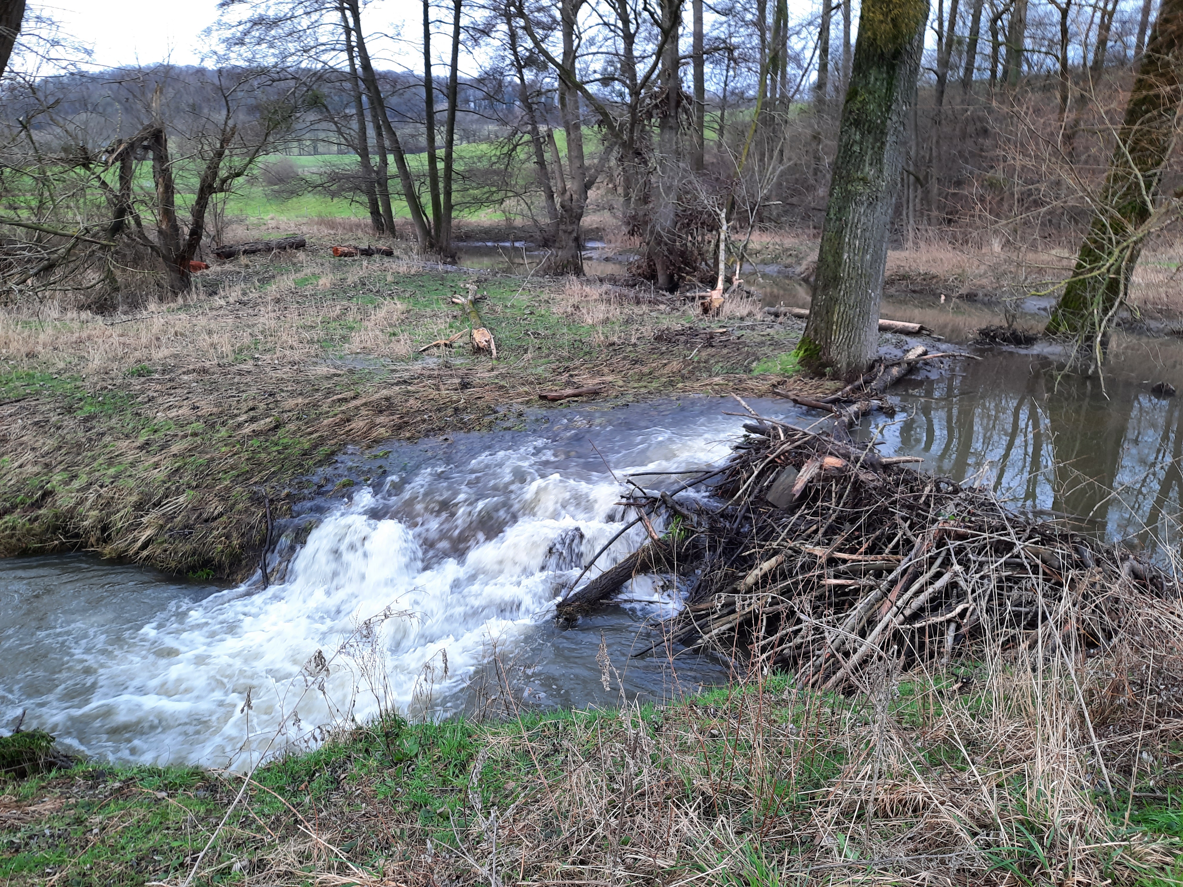 Het Gulpdal bij Slenaken. De humus, de bodem en het bodemleven, de planten van wortel tot blad, maar evenzeer de omgevallen bomen, de ruwe, ruige graspollen en dammen van bevers – ze helpen allemaal mee om regenwater beter op te vangen, te laten infiltreren, of af te remmen Het Gulpdal bij Slenaken. De humus, de bodem en het bodemleven, de planten van wortel tot blad, maar evenzeer de omgevallen bomen, de ruwe, ruige graspollen en dammen van bevers – ze helpen allemaal mee om regenwater beter op te vangen, te laten infiltreren, of af te remmen