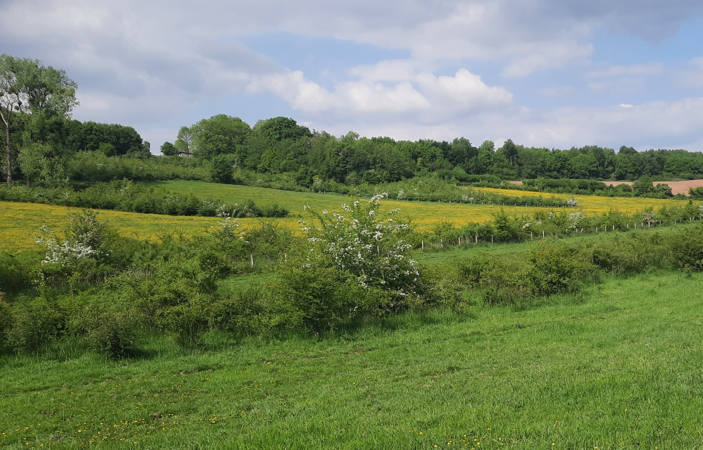 Hetzelfde dal na de ingreep: bos, struweel en structuurrijk grasland komen tot ontwikkeling door een combinatie van extensieve jaarrondbegrazing en plaatselijke aanplant van bomen en struiken Hetzelfde dal na de ingreep: bos, struweel en structuurrijk grasland komen tot ontwikkeling door een combinatie van extensieve jaarrondbegrazing en plaatselijke aanplant van bomen en struiken