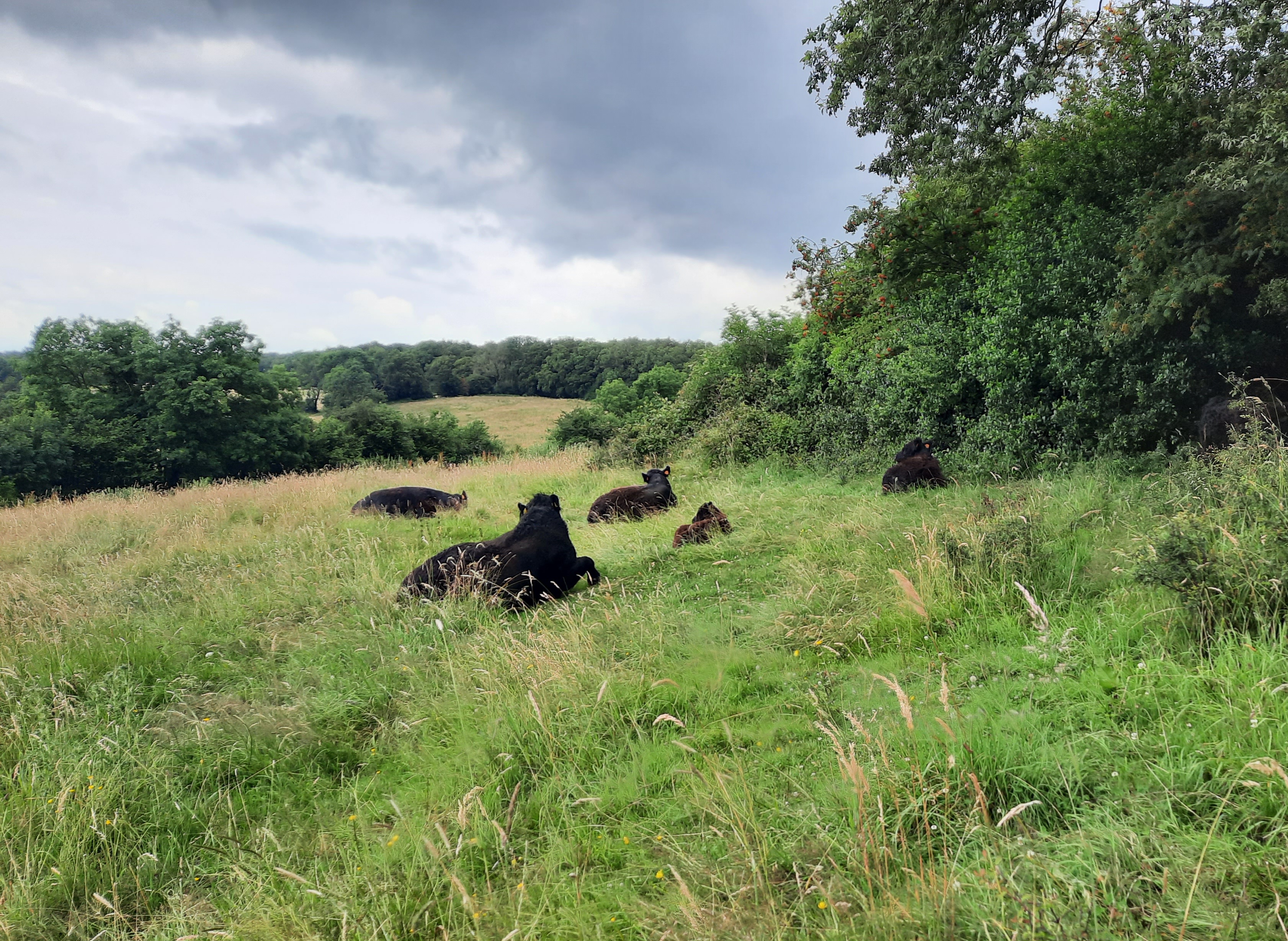Dicht bij de bovenste bronnen van de Gulp in Wallonië, tussen Henri Chapelle en Hombourg, zijn op de hellingen agrarische graslanden aangekocht en omgevormd naar natuurgrasland Dicht bij de bovenste bronnen van de Gulp in Wallonië, tussen Henri Chapelle en Hombourg, zijn op de hellingen agrarische graslanden aangekocht en omgevormd naar natuurgrasland