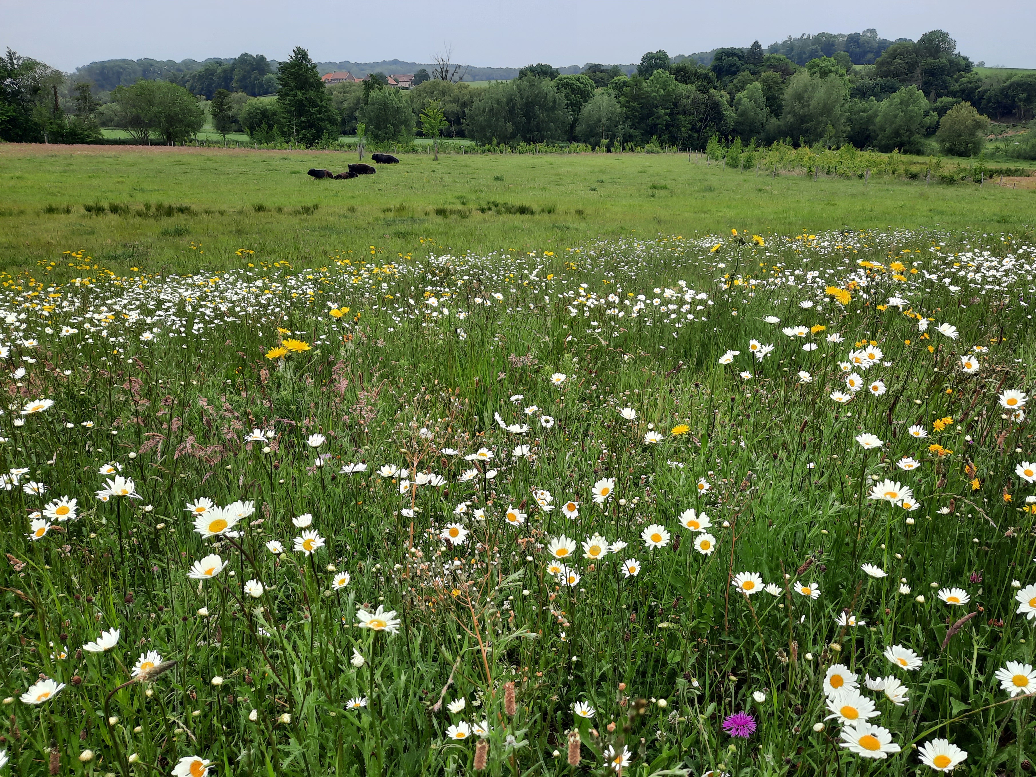 Aan de voet van de Gulperberg is een voormalige akker omgevormd tot een kruidenrijk natuurgrasland en zijn de beekoevers plaatselijk verlaagd. Aan de voet van de Gulperberg is een voormalige akker omgevormd tot een kruidenrijk natuurgrasland en zijn de beekoevers plaatselijk verlaagd.