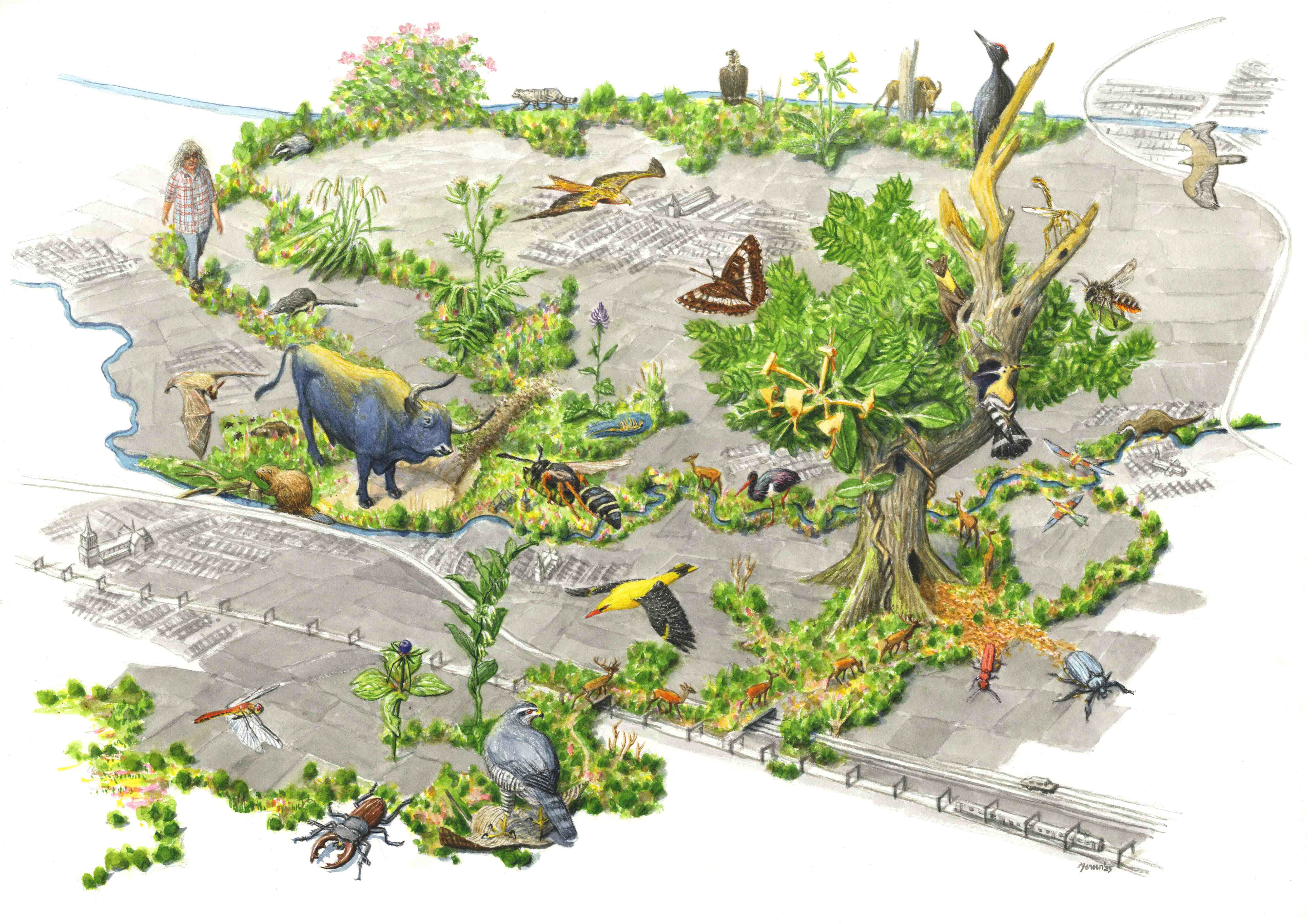 Toekomstbeeld van de natuur in Het Groene Woud: een aaneengesloten lint van leembossen vol biodiversiteit. 