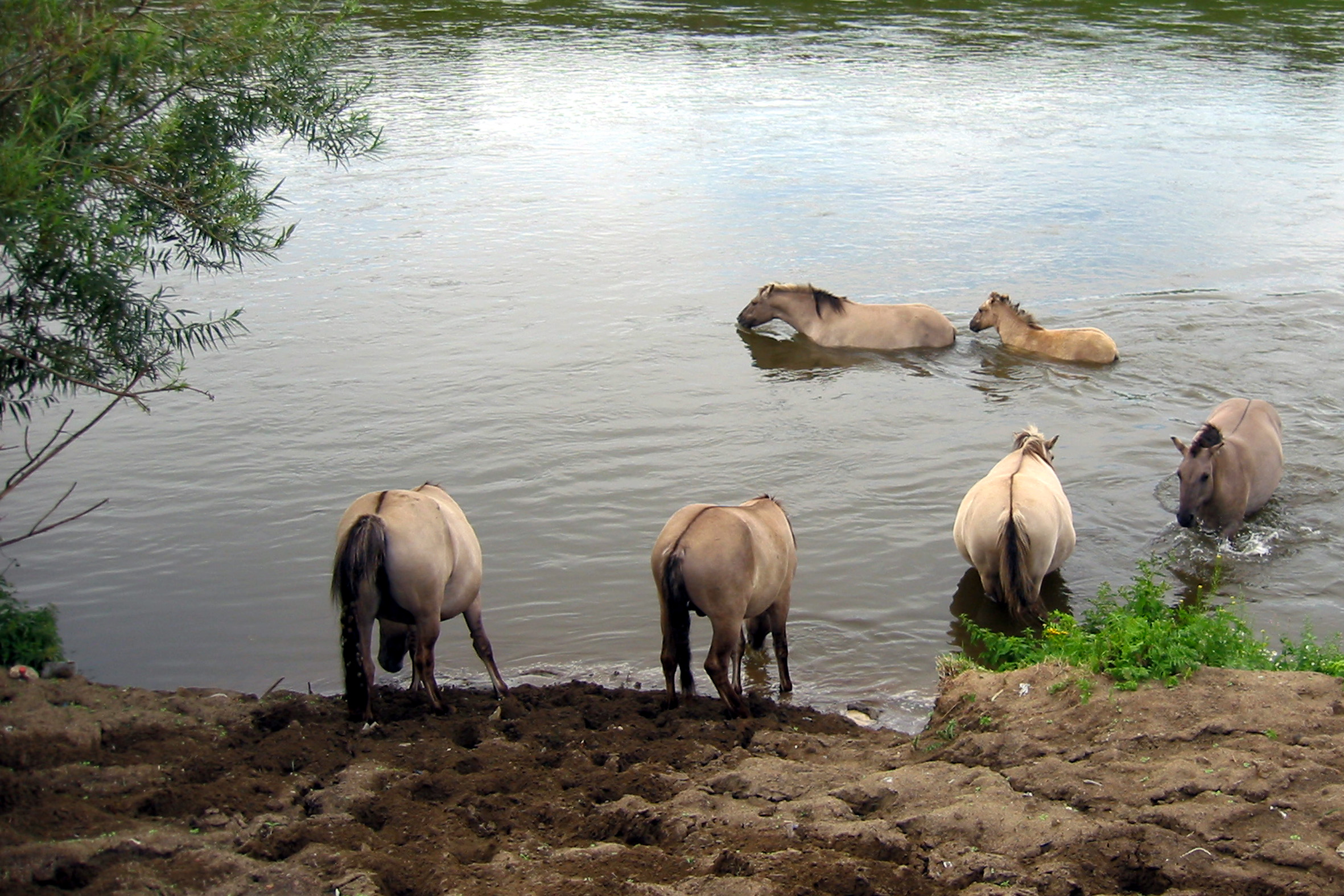 Zwemmende koniks Roosteren