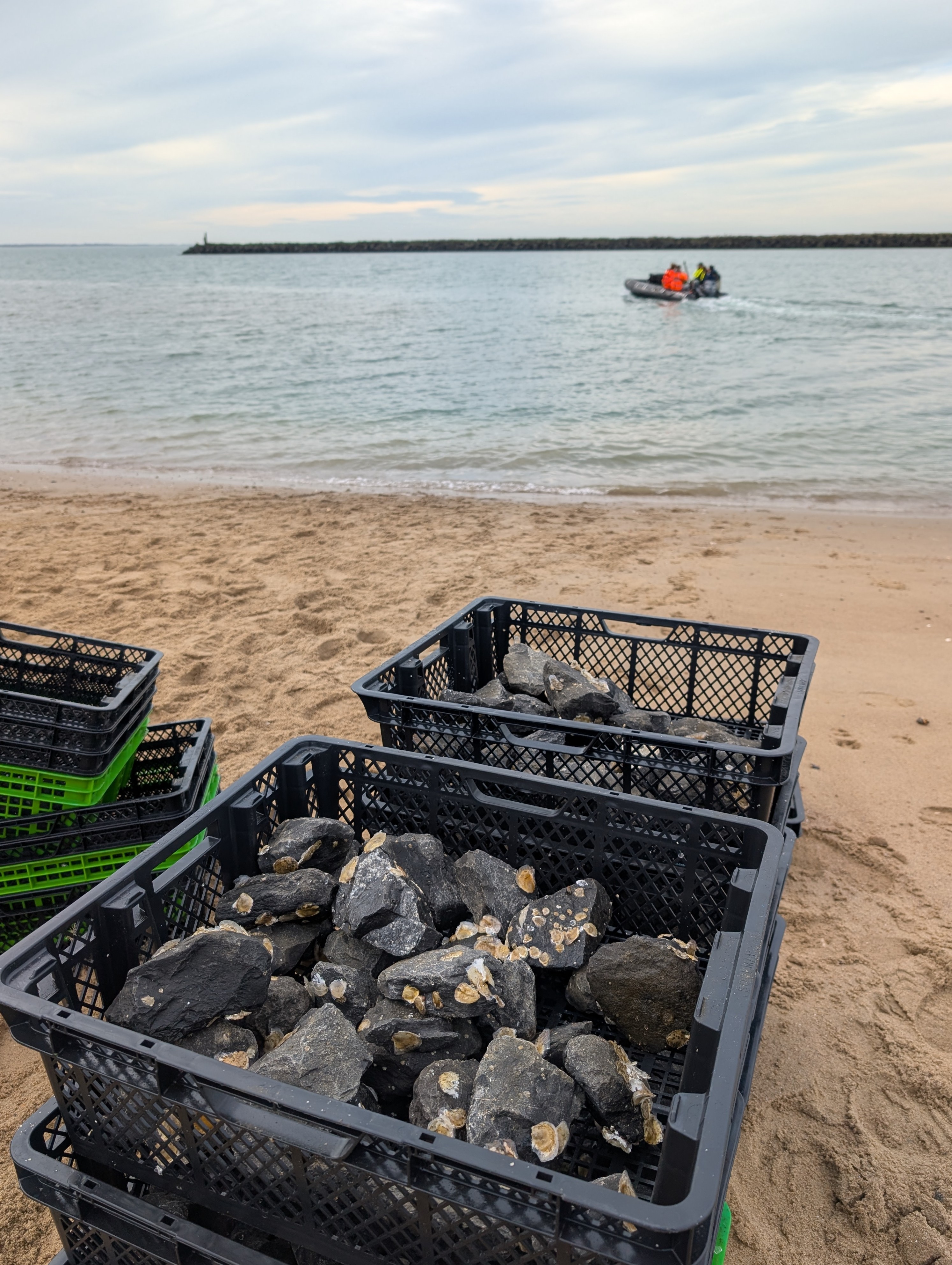 Stenen begroeid met oesters.