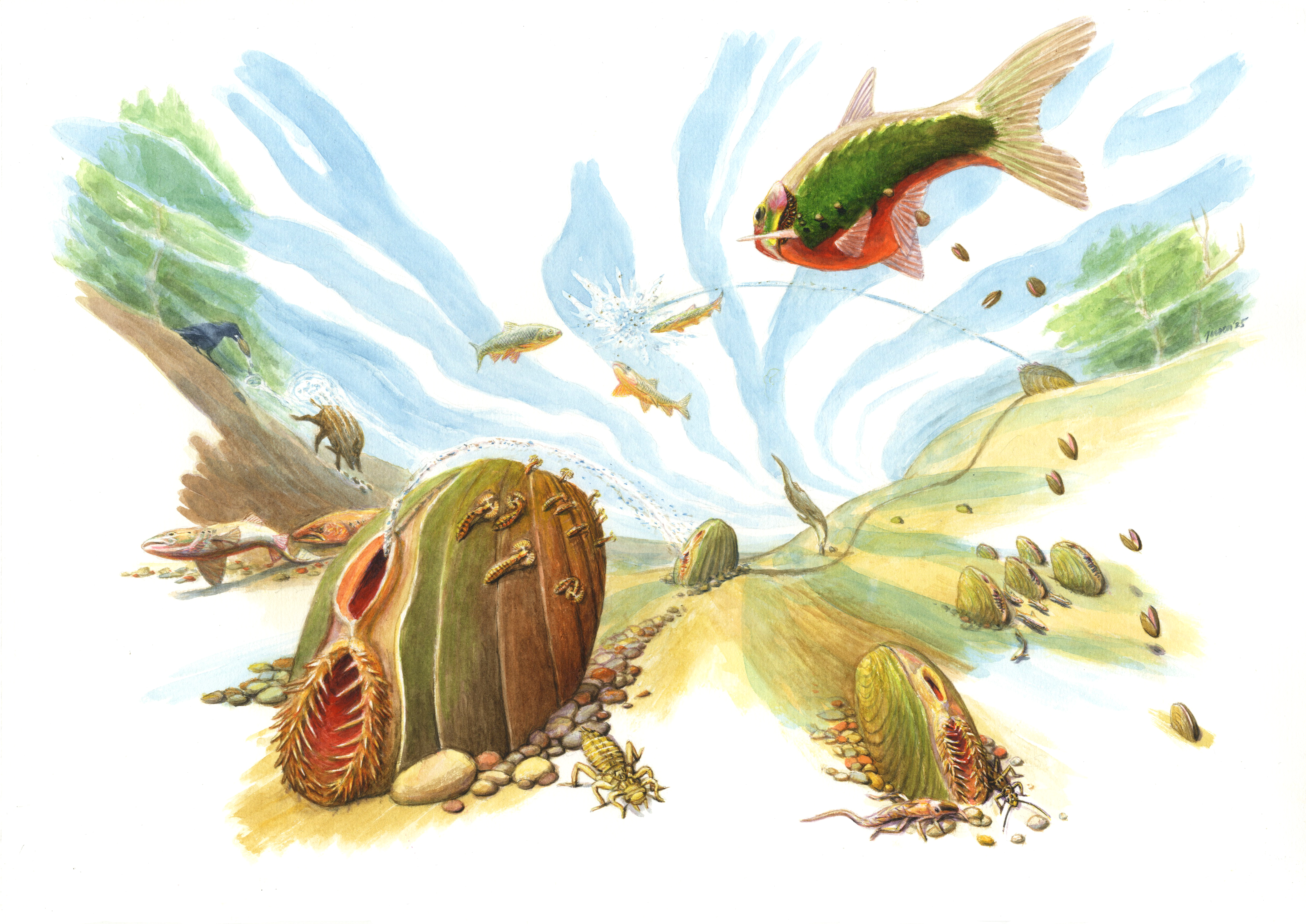 De Bataafse stroommossel en haar sleutelrol in de natuur