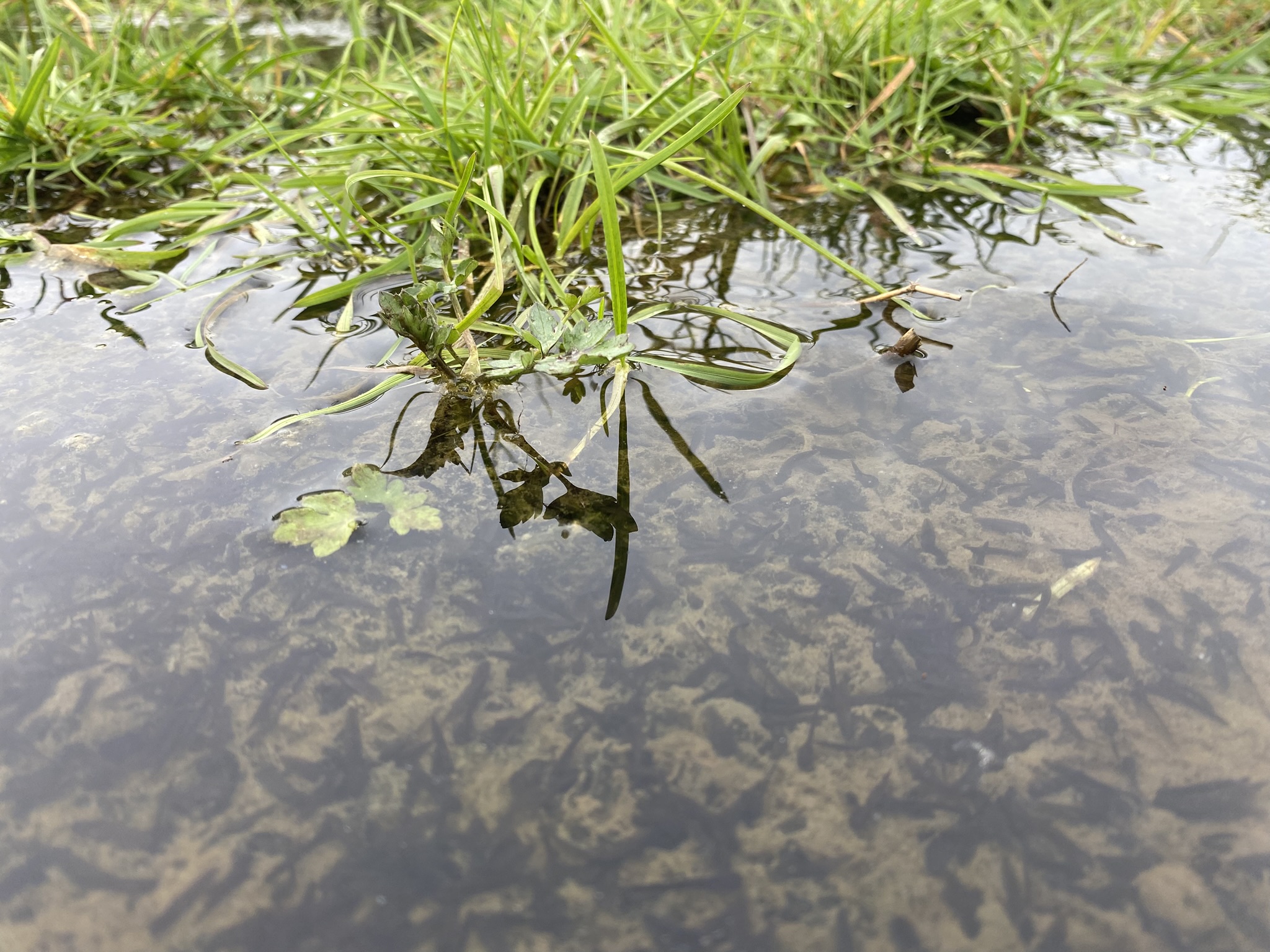 Kikkerdril in mini-poeltjes