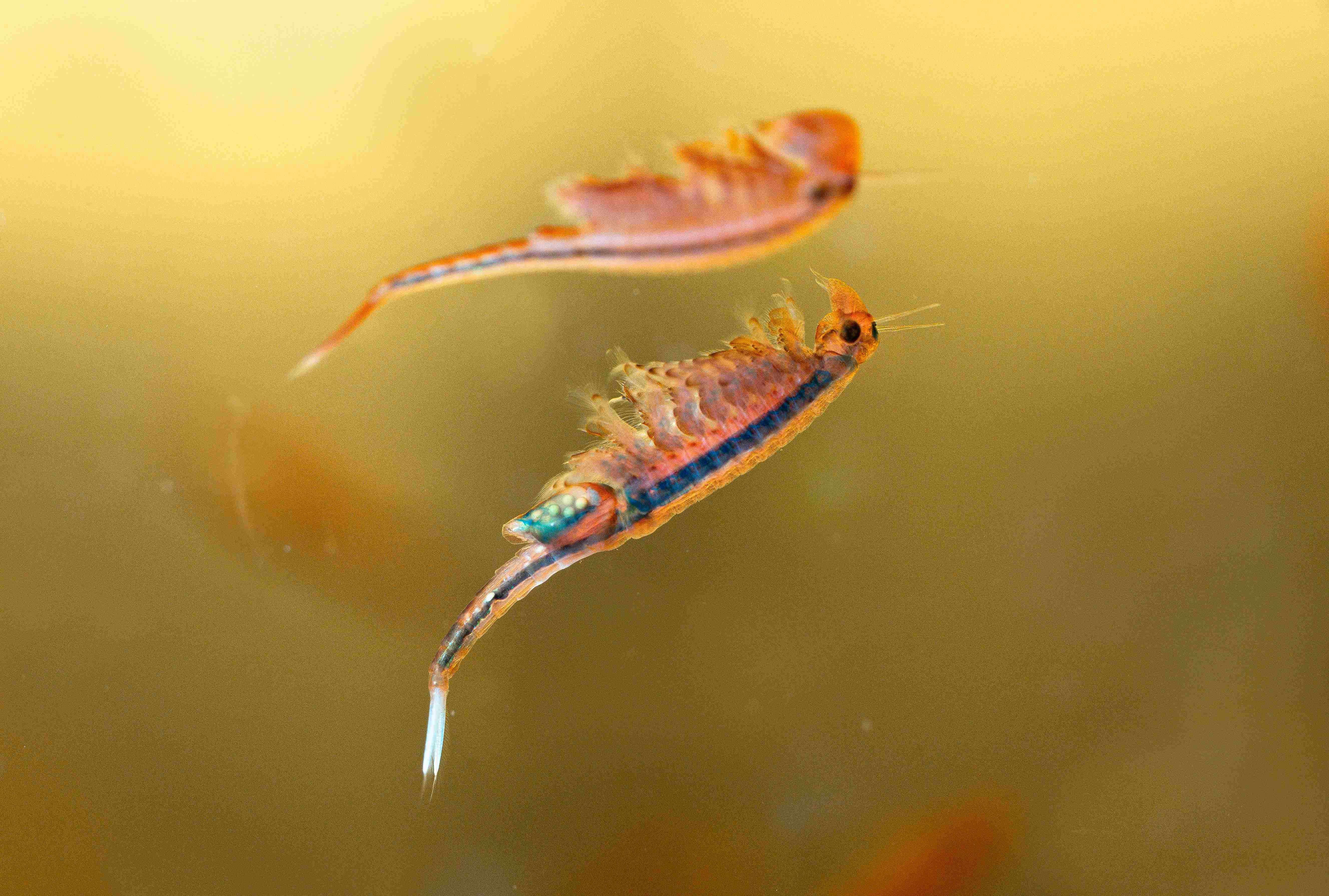 Mannetje (in de achtergrond) en vrouwtje van het oranje-blauw zwemmend geraamte