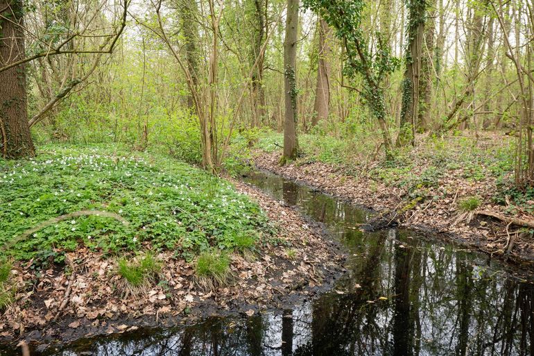 Rijke ondergroei in de leembossen van Het Groene Woud