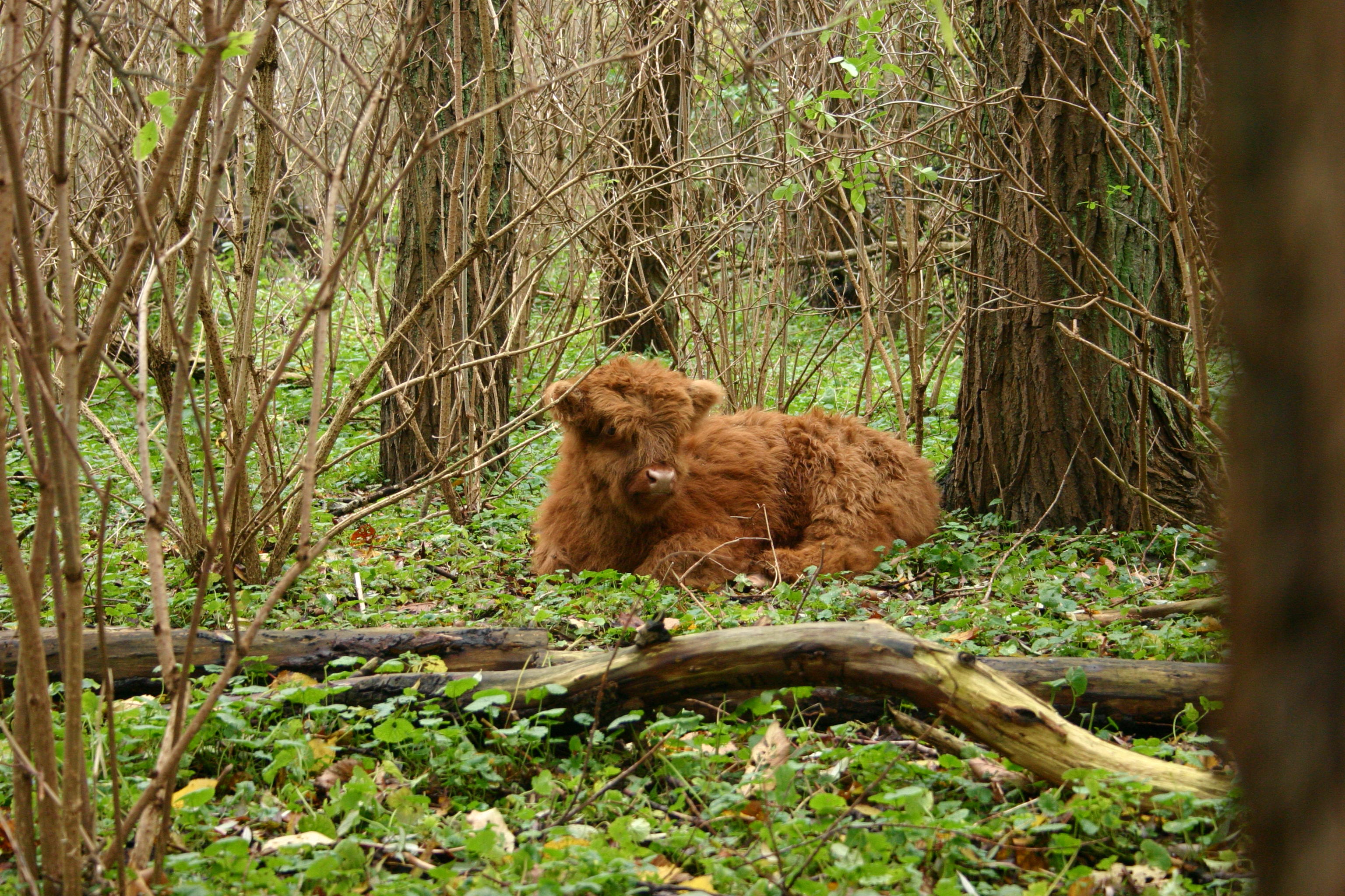 Schotse hooglanderkalf Eiland van Brienenoord