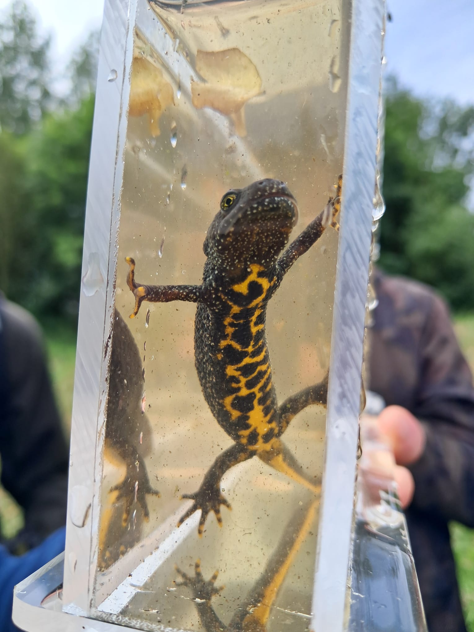 Kamsalamander