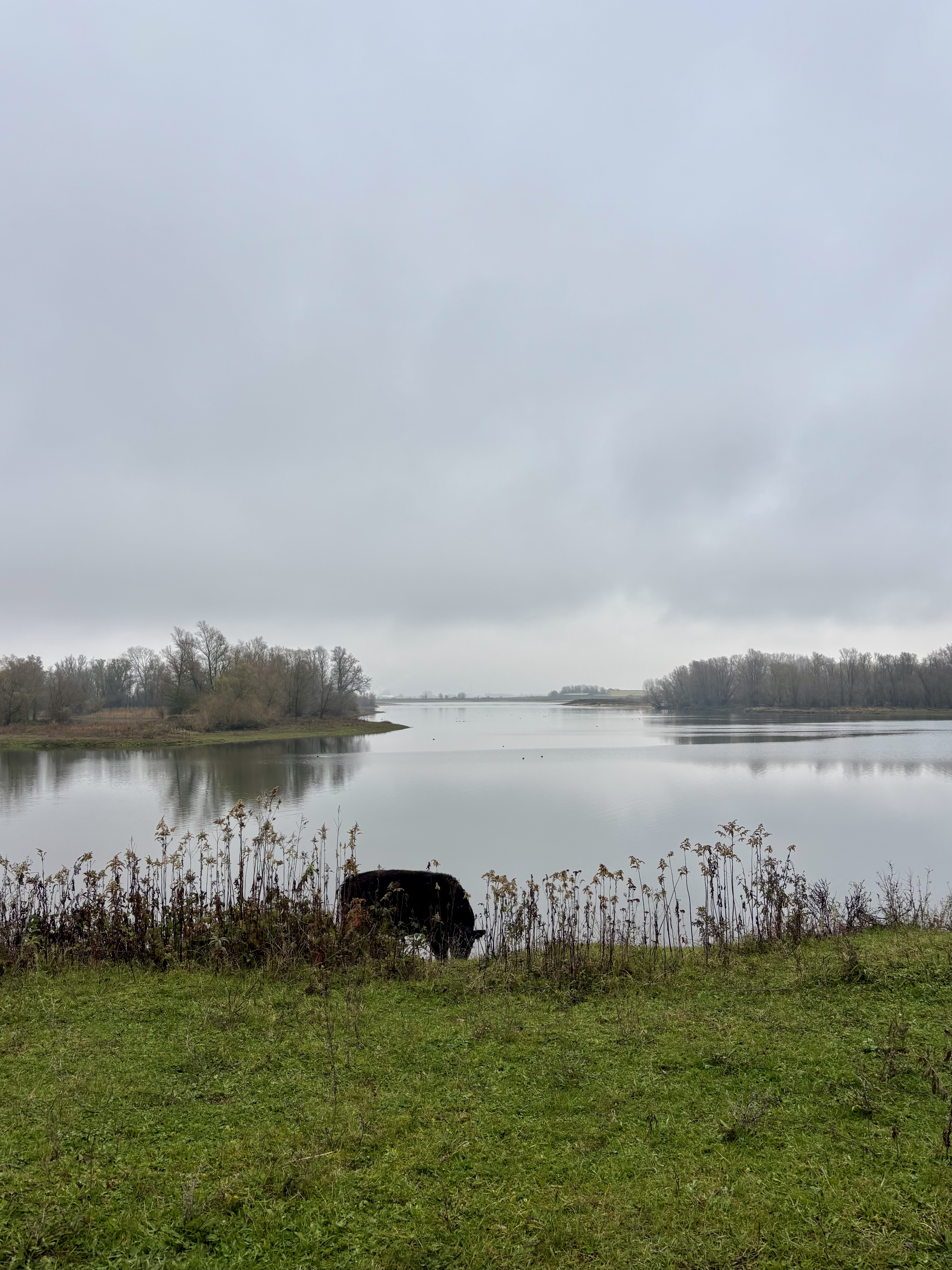 Galloway in de Millingerwaard