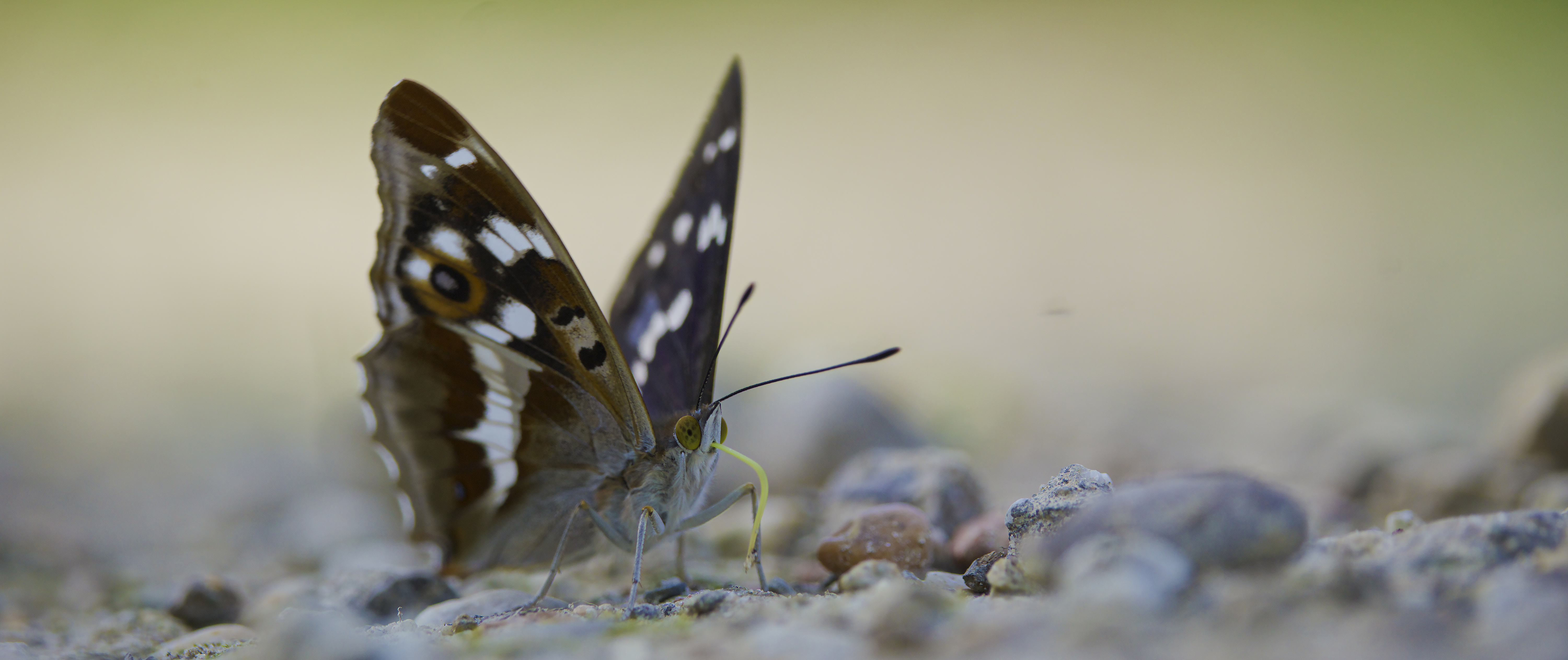 Grote Weerschijnvlinder