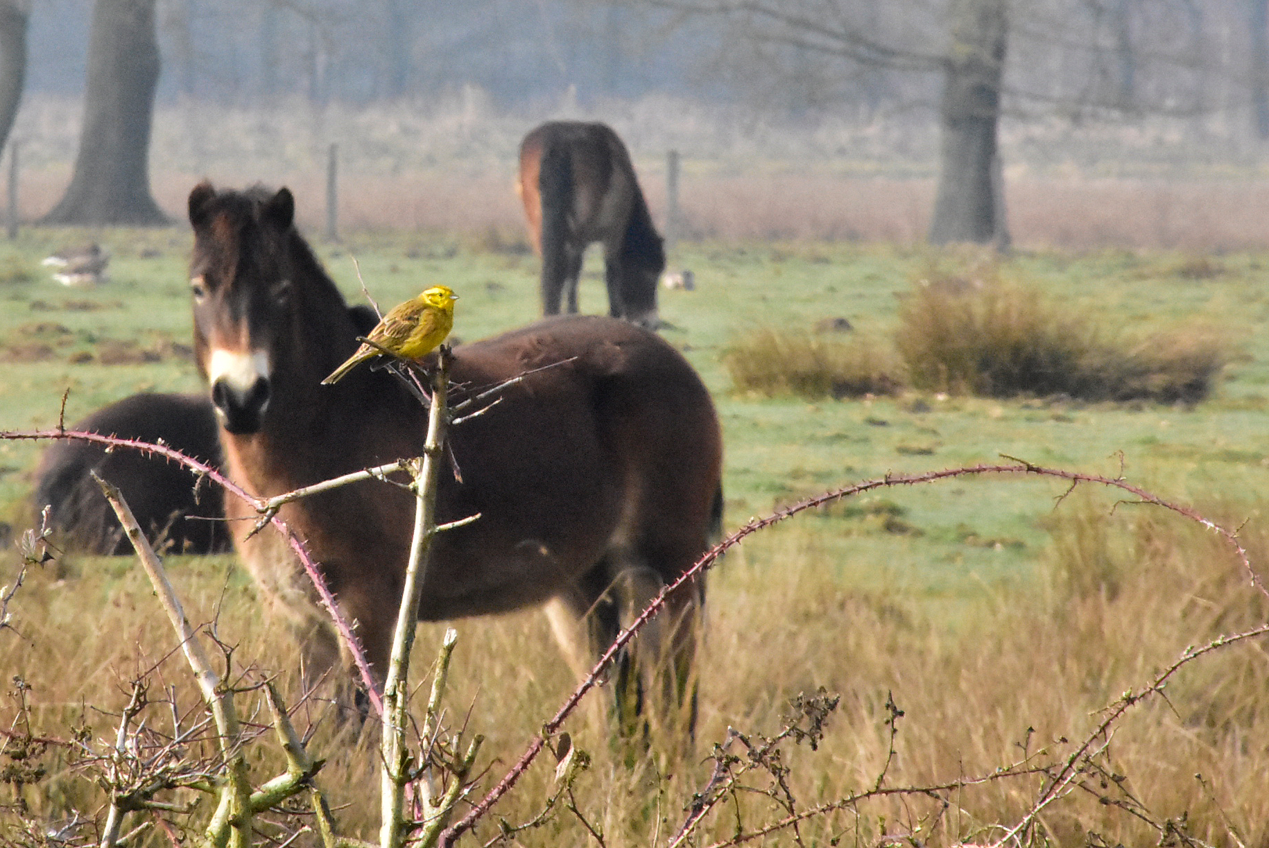 Exmoor pony met geelgors