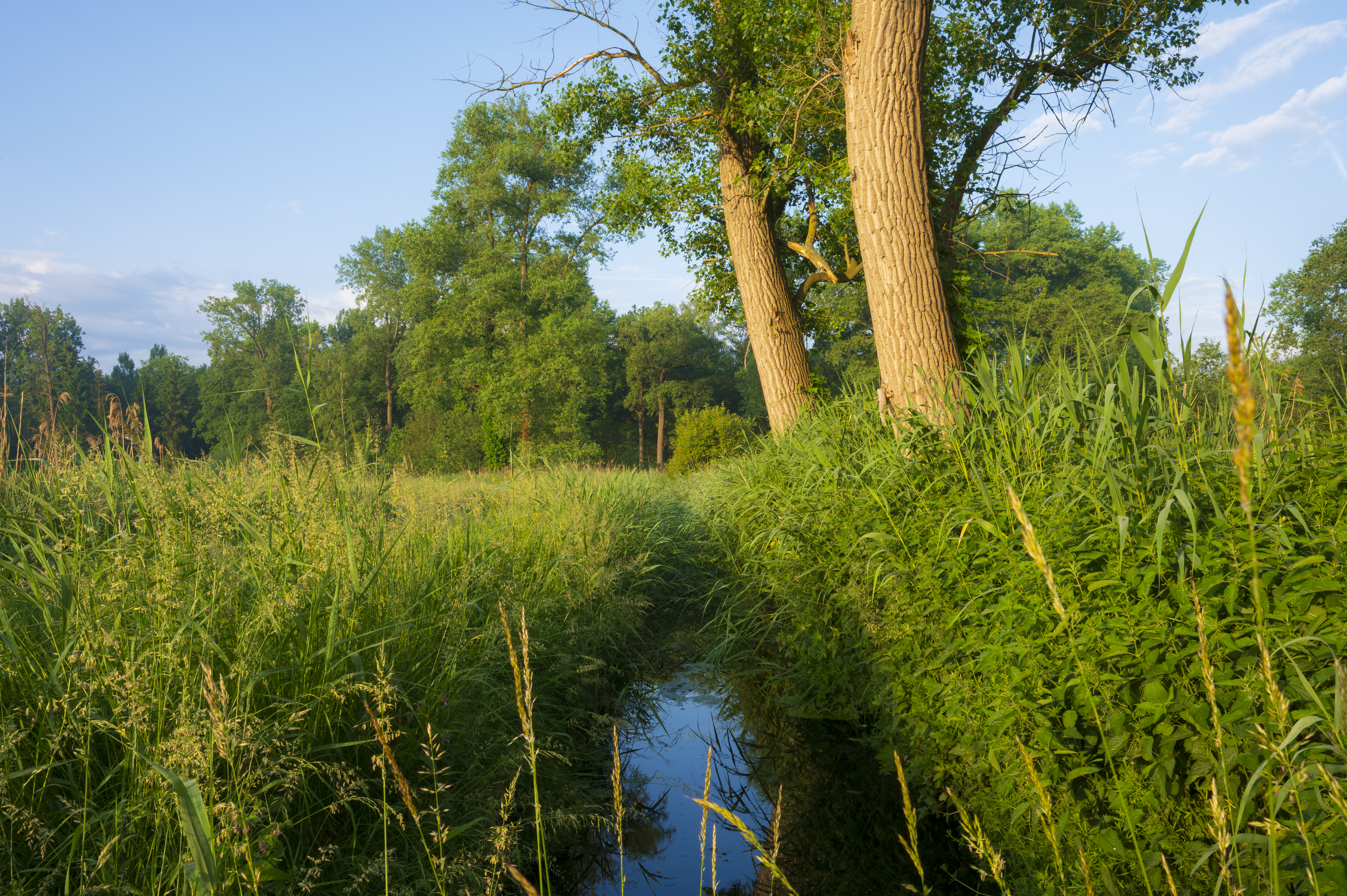 Het Groene Woud_na rewilding_Andrew George_NIS_ARK Rewilding Nederland