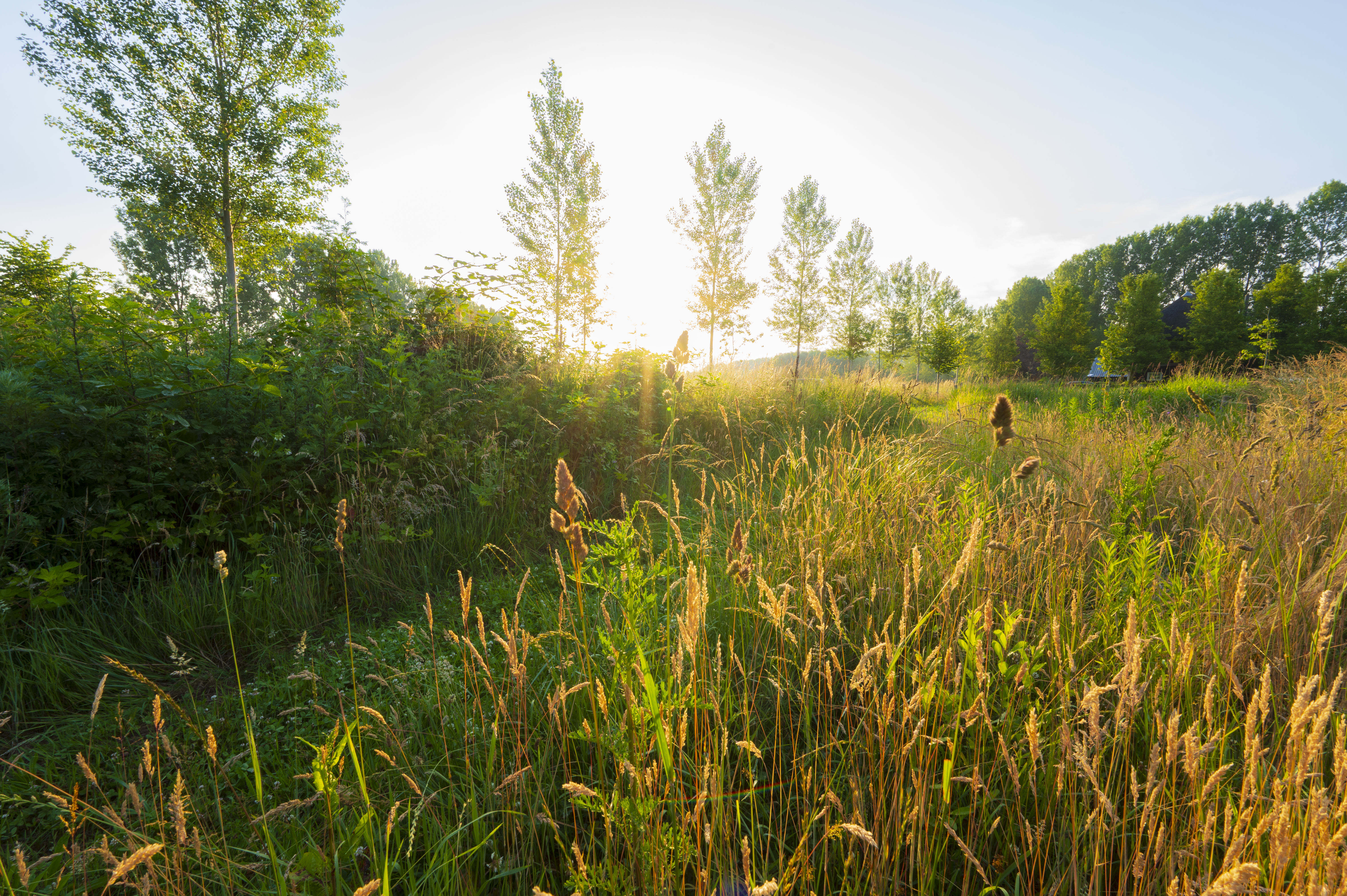 Savendonk_Het Groene Woud_Andrew Gorge_NIS_ARK Rewilding Nederland