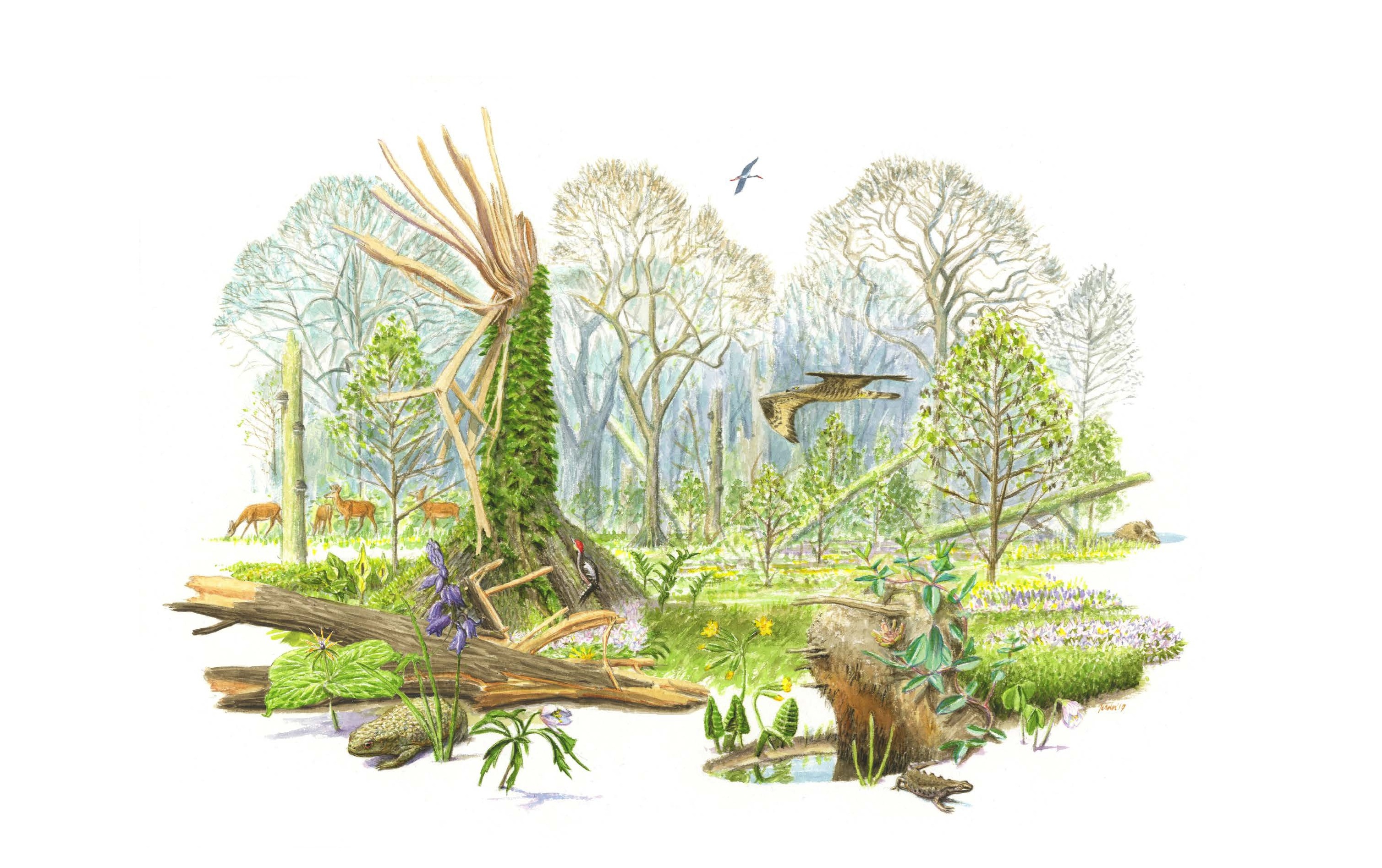 Het Groene Woud_De Geelders_Illustratie_Jeroen Helmer_ARK Rewilding Nederland