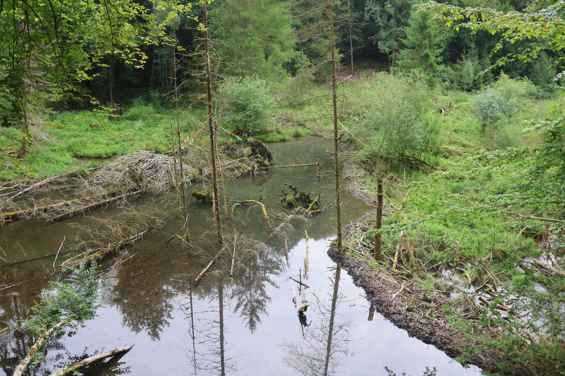 en bevermeer met dam en burcht. Aan de dode fijnsparren in het water is te zien dat het beekje hier voorheen door een donker fijnsparrenbos stroomde