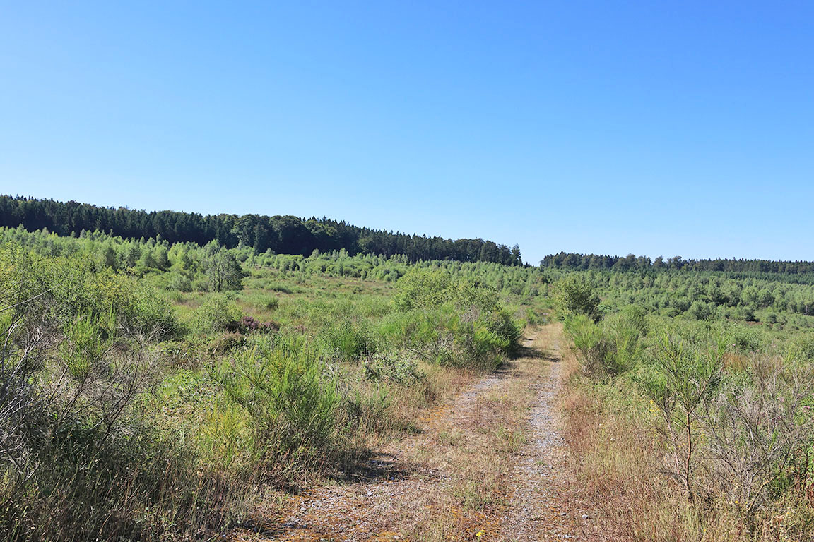 hellingveen, de Fagne Poulon, hoog in de Ardennen
