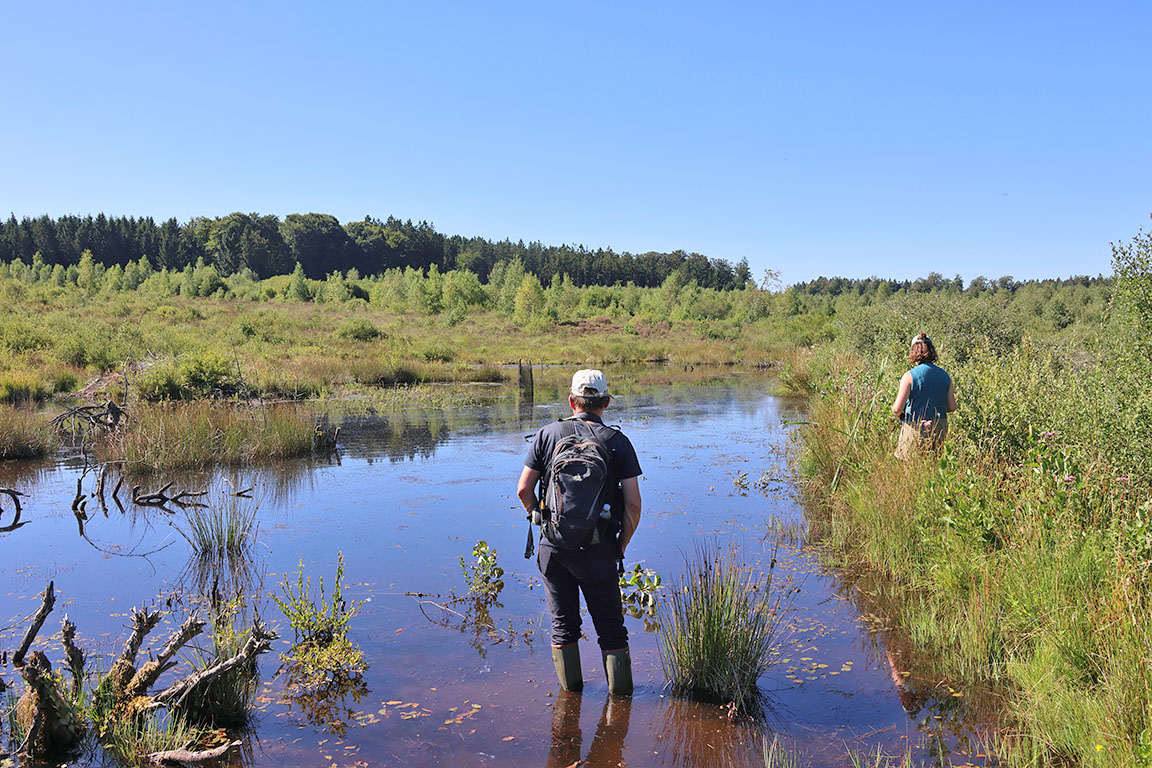  dat vastgehouden water zorgt voor moerasjes en kletsnat veen aan de oevers
