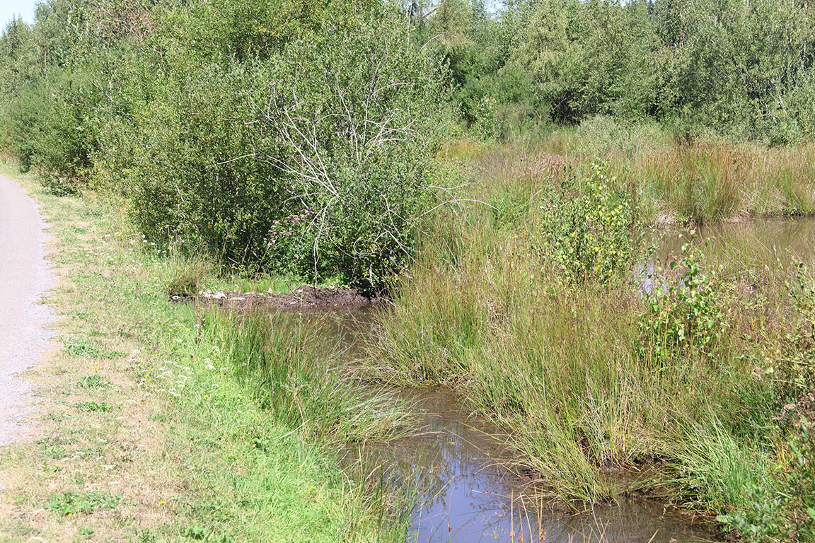 Door bevers hersteld veen
