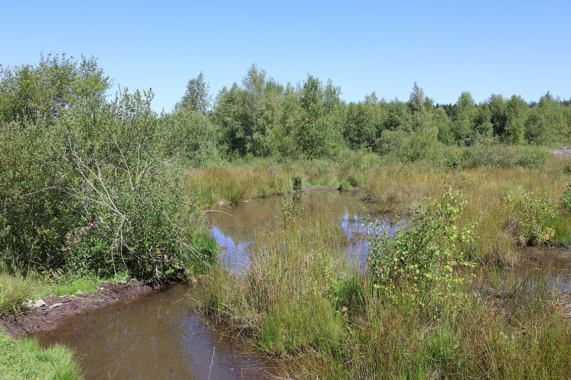 Door bevers vernat voormalig hoogveen