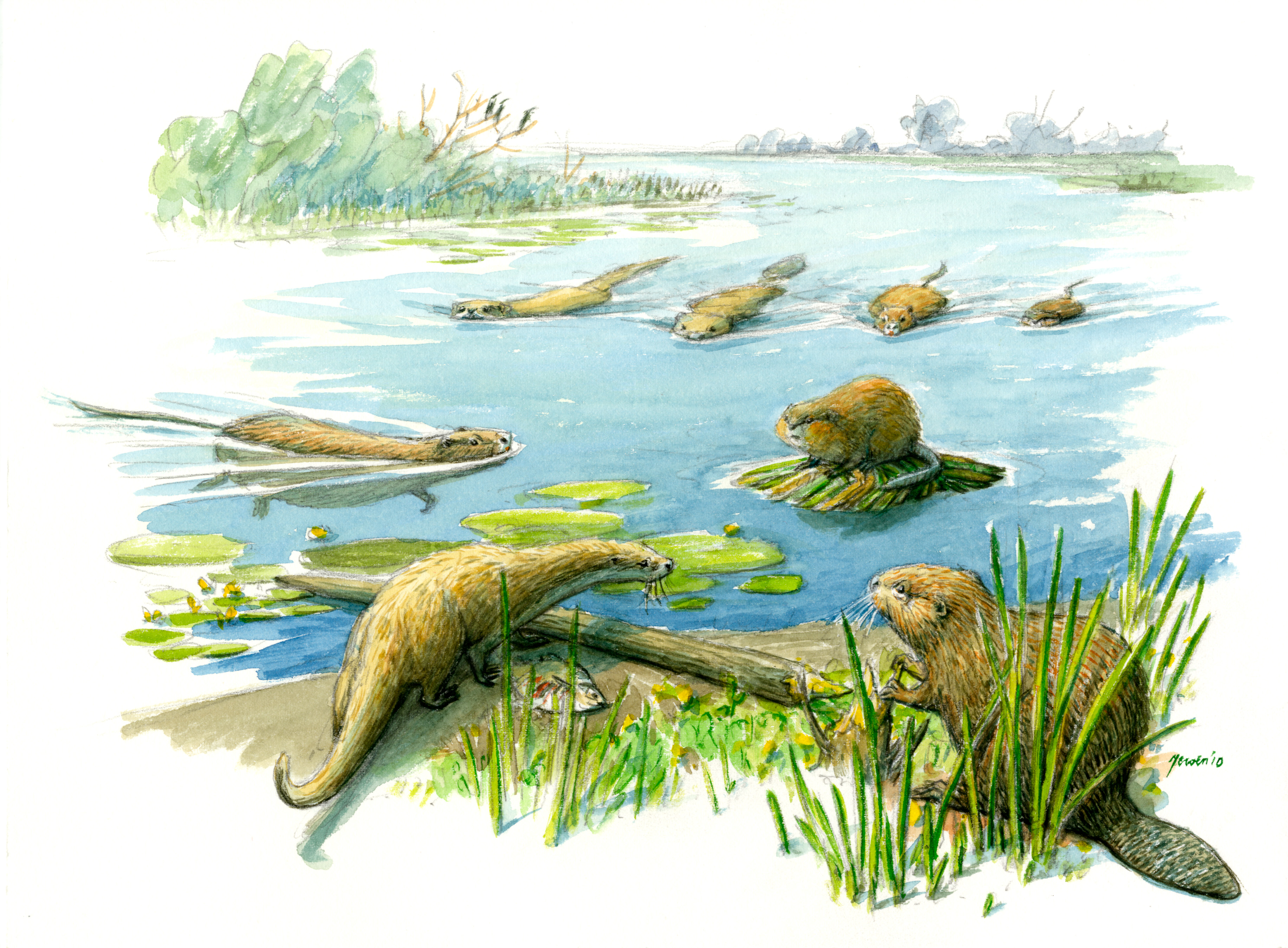 Otter en andere soorten