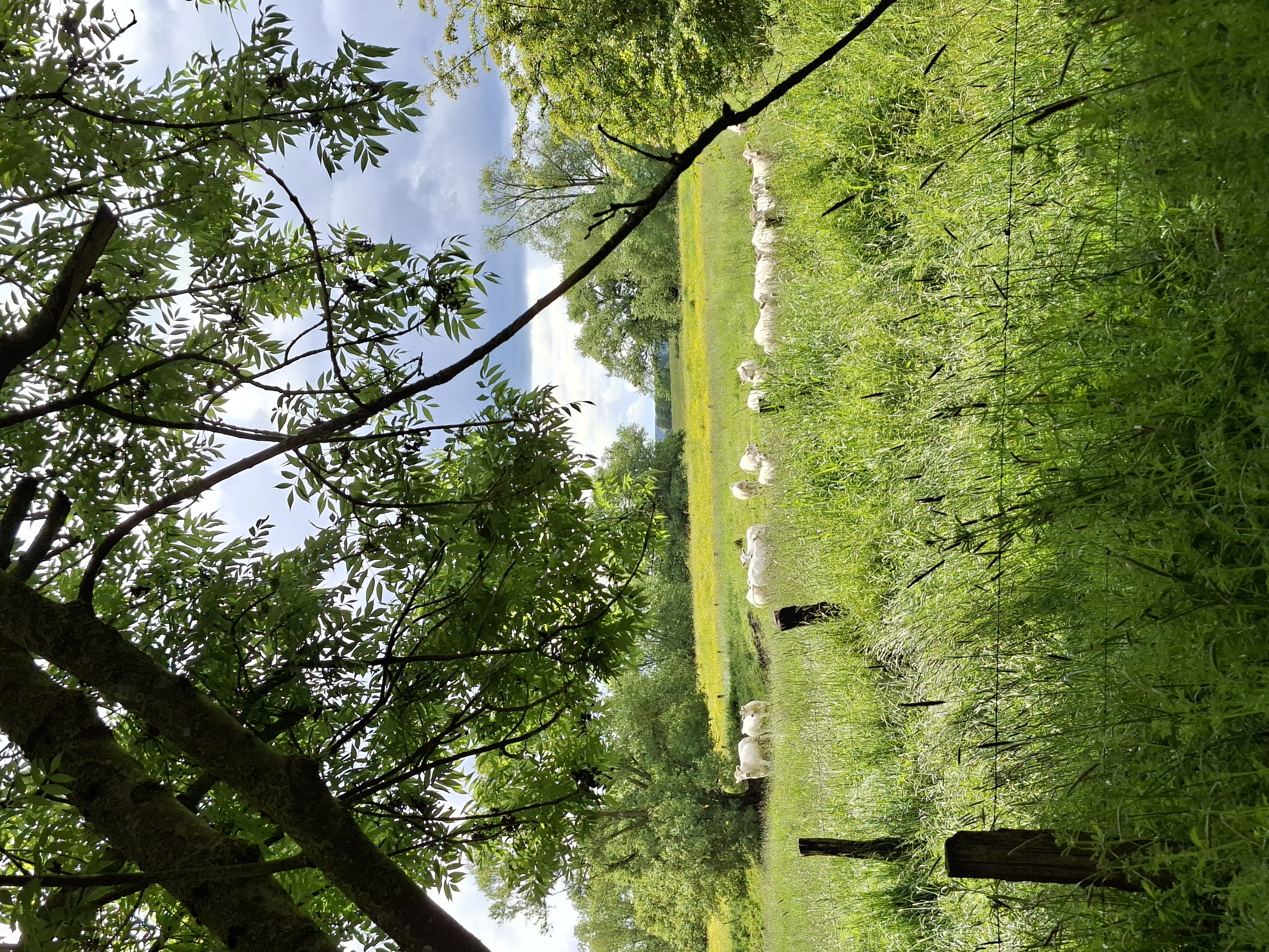 Salmorth – uitgerasterd bos met vee in het aangrenzende weiland