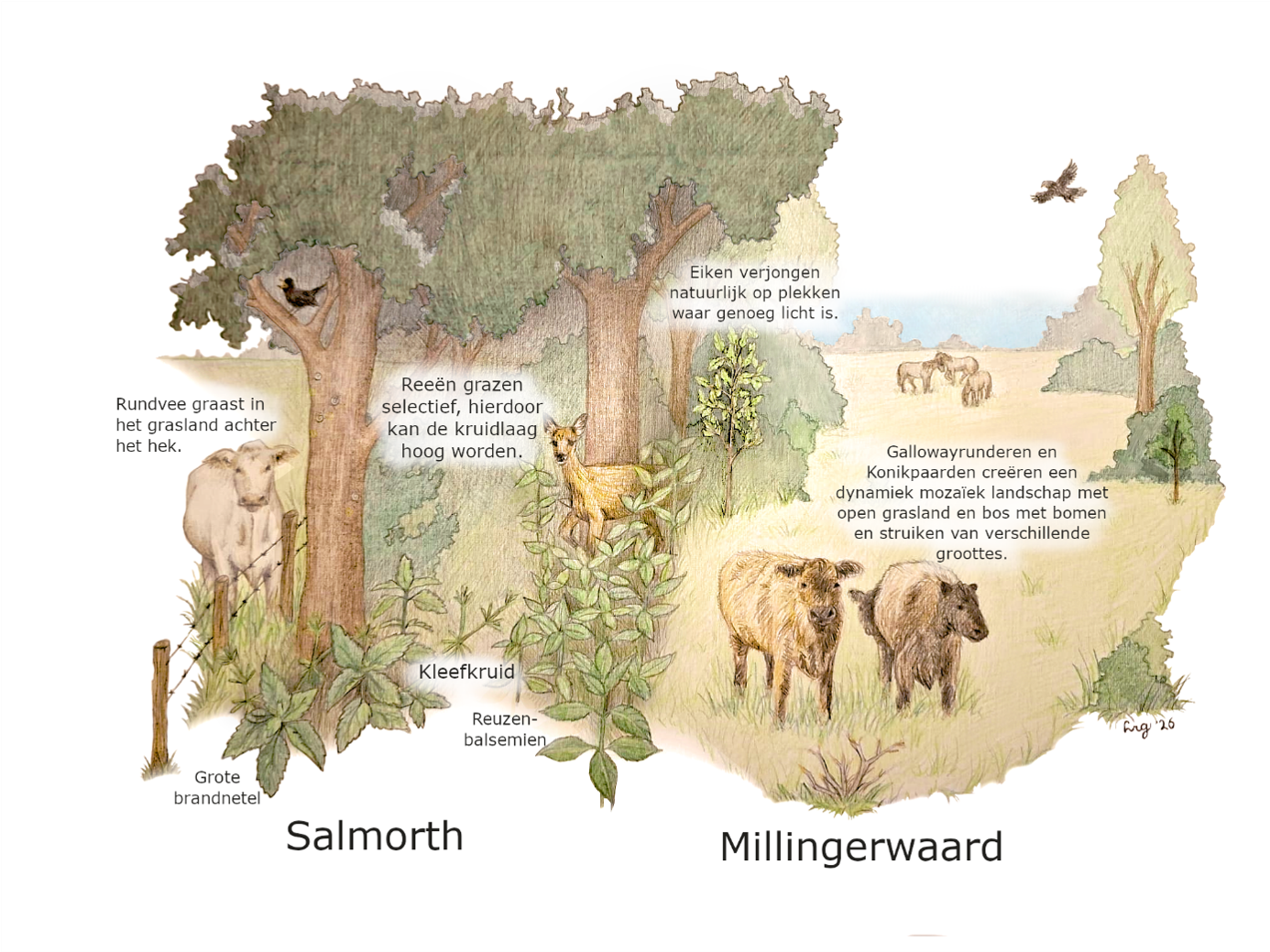 Tekening Salmorth | Millingerwaard Lieke Graafmans