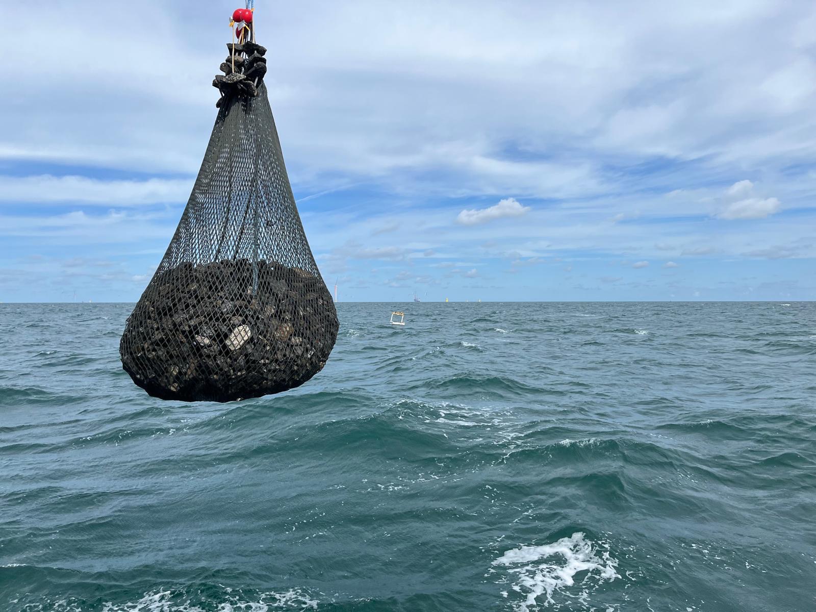 Oesterstenen worden uitgeplaatst op kabelkruisingen van TenneT. Foto: Annemiek Hermans, TenneT
