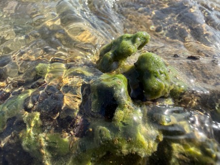 Vertakte zoetwaterspons kleurt groen door alg
