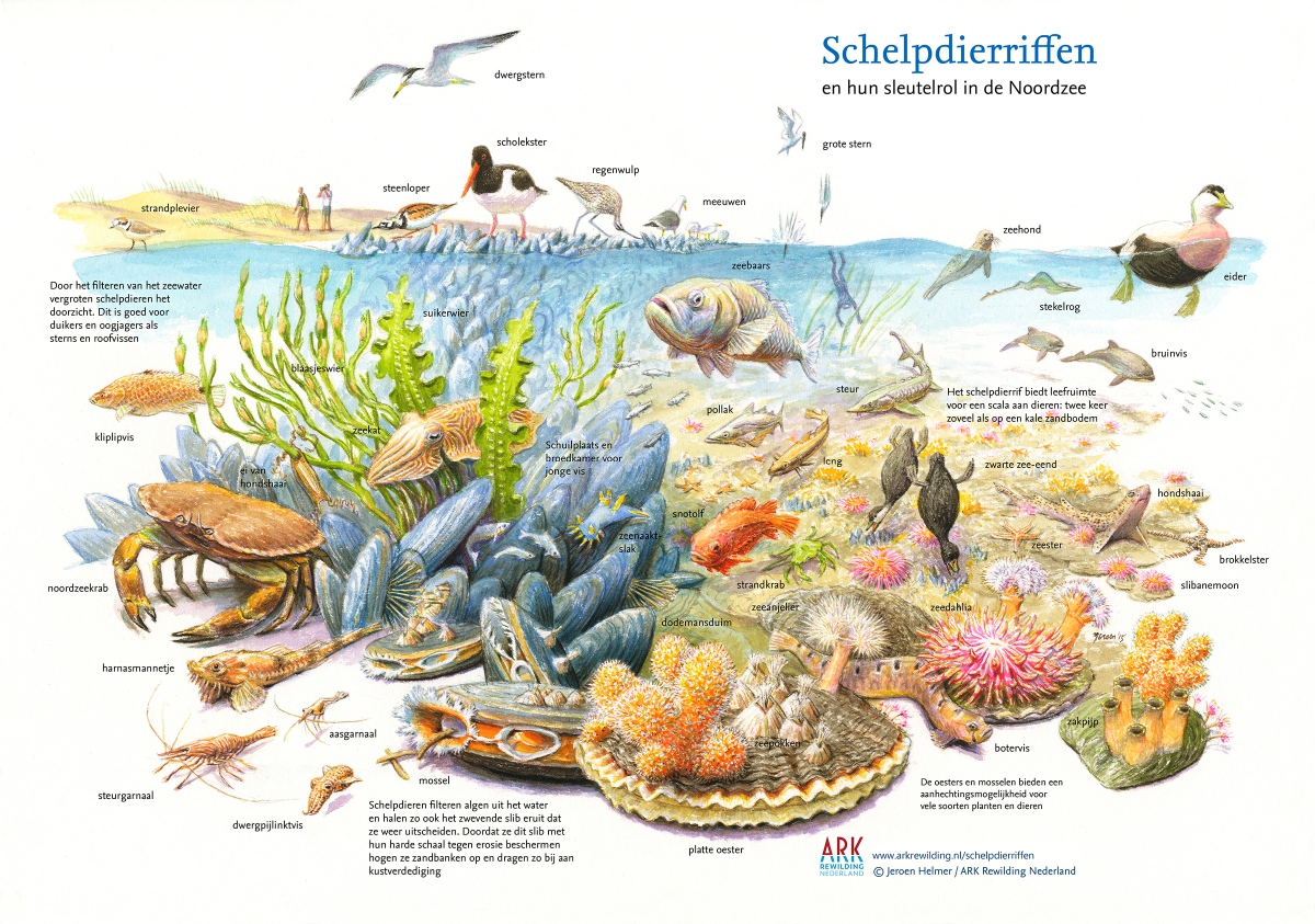 Sleutelrol van schelpdierriffen. Illustratie Jeroen Helmer.