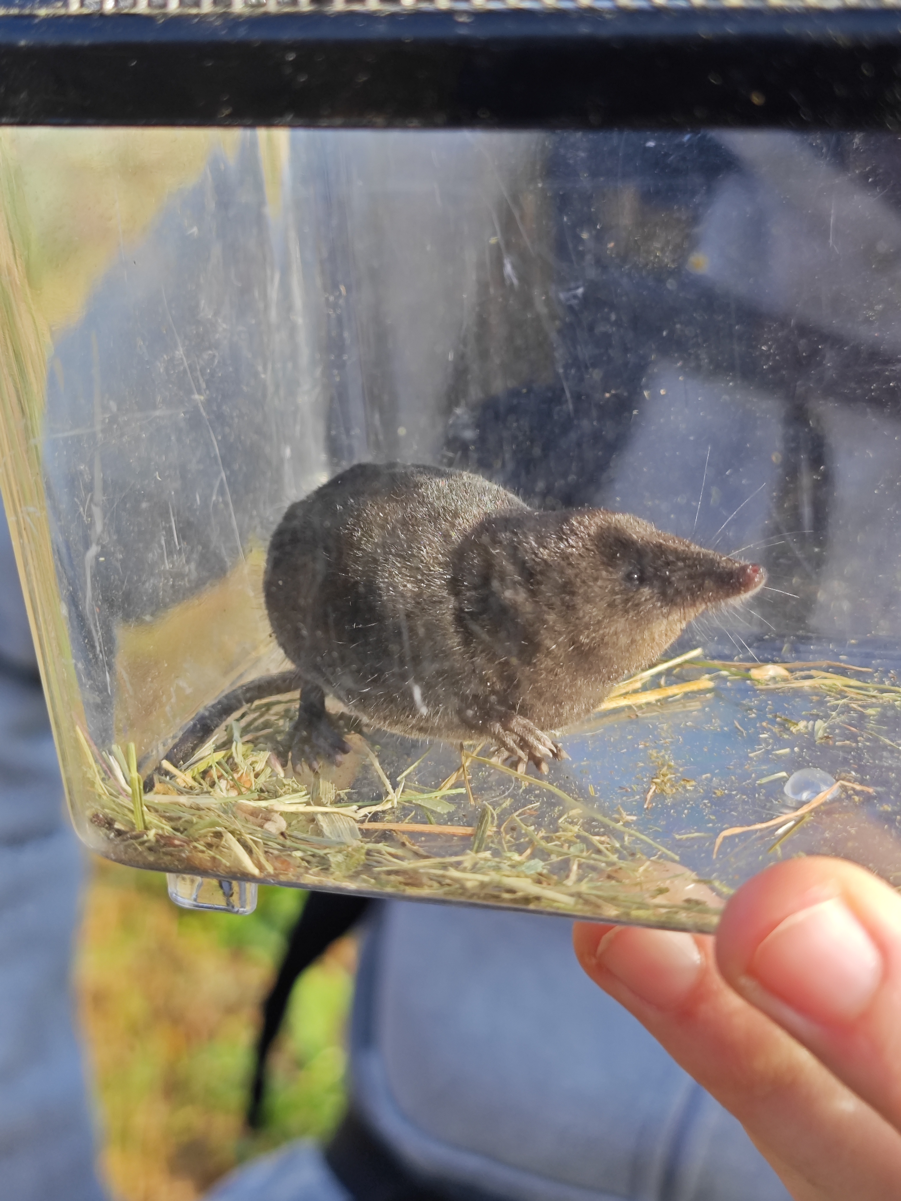 Waterspitsmuis
