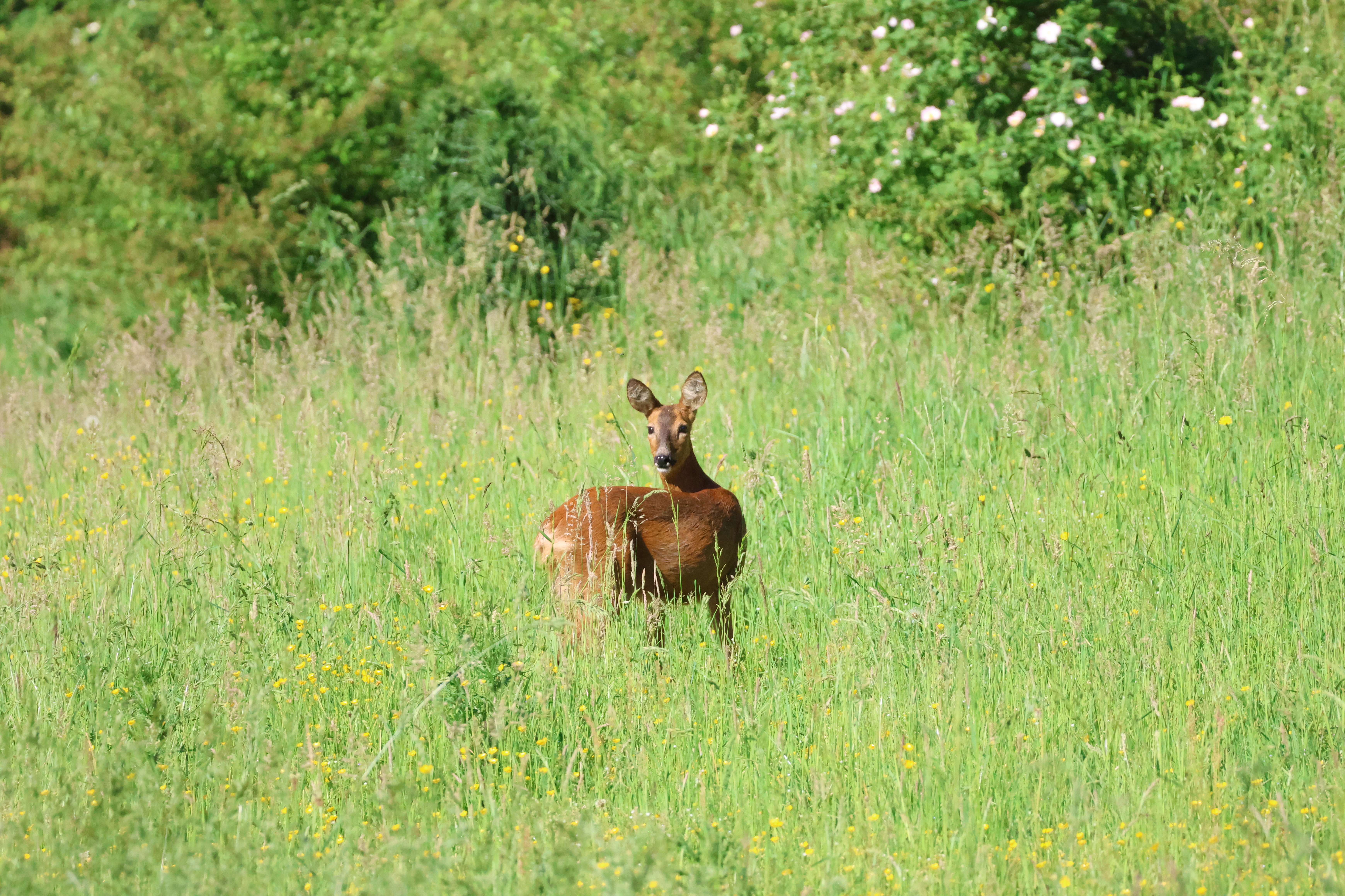 Ree in Klingendal Zuid-Limburg
