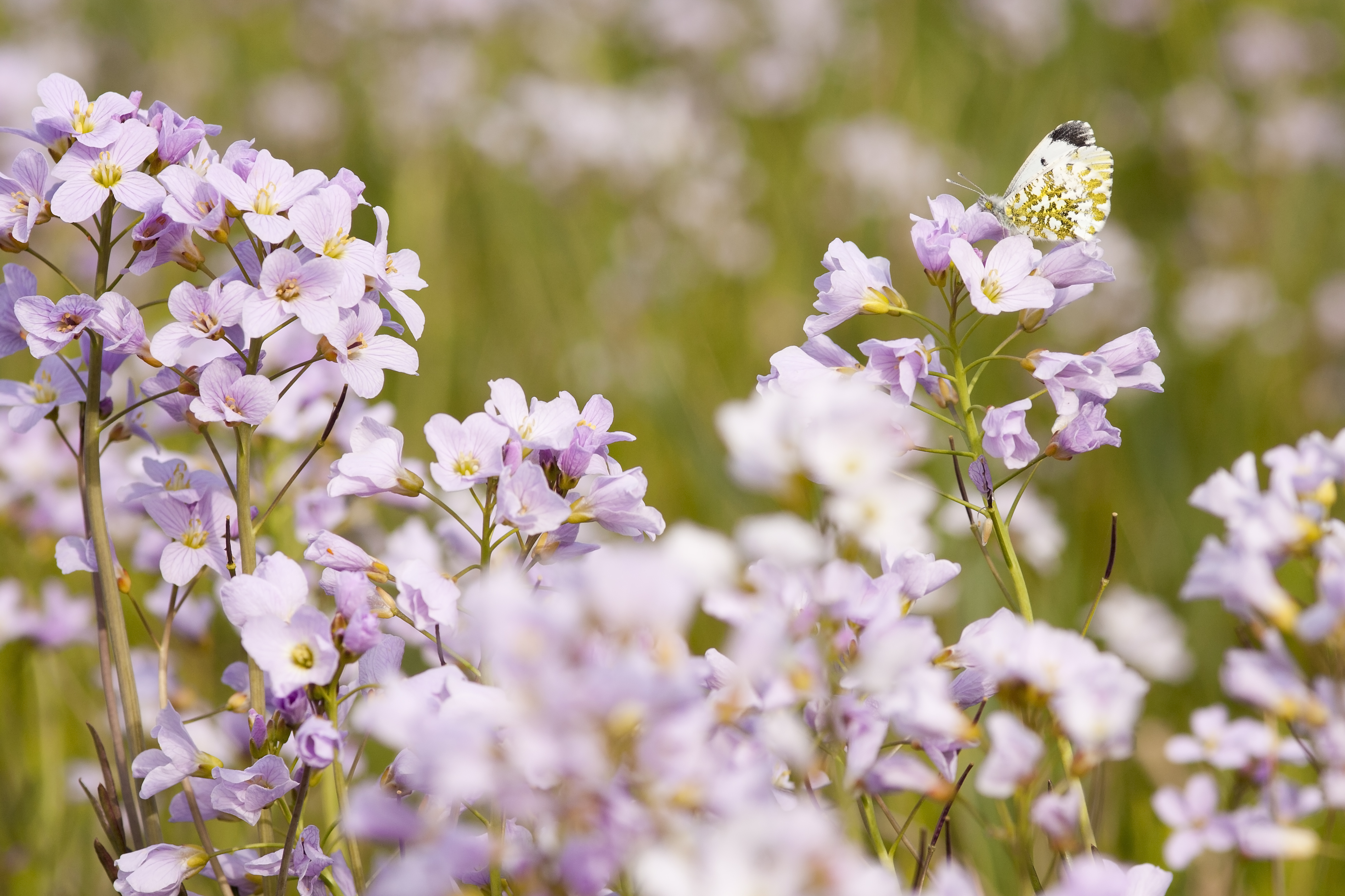 Pinksterbloemen Foto Bob Luijks