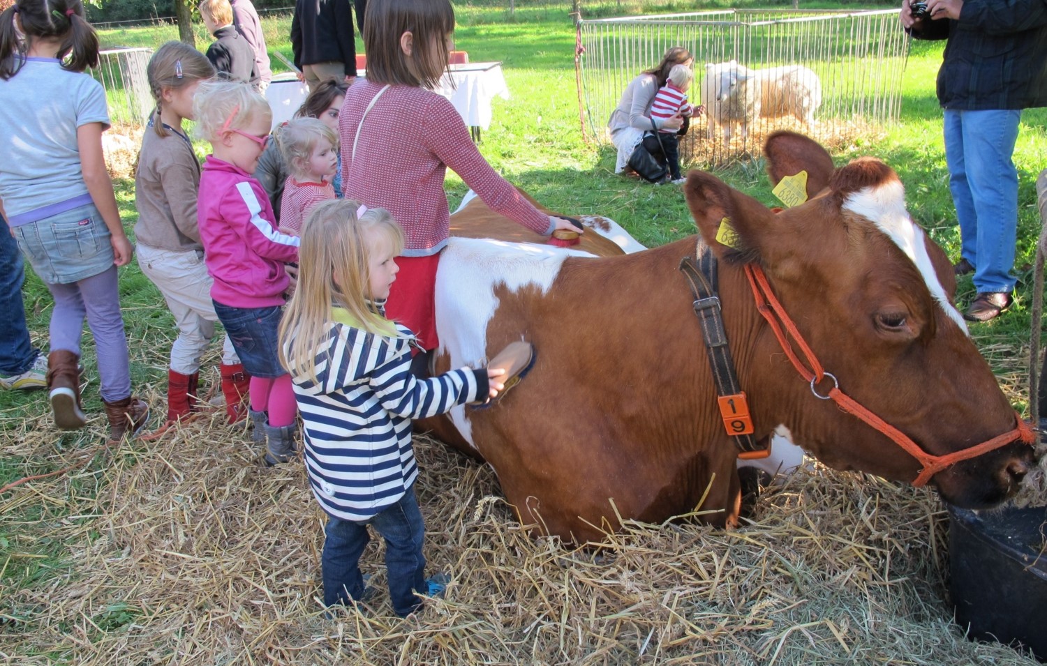 Koe op een kinderboerderij. Foto: Ellen Luijks