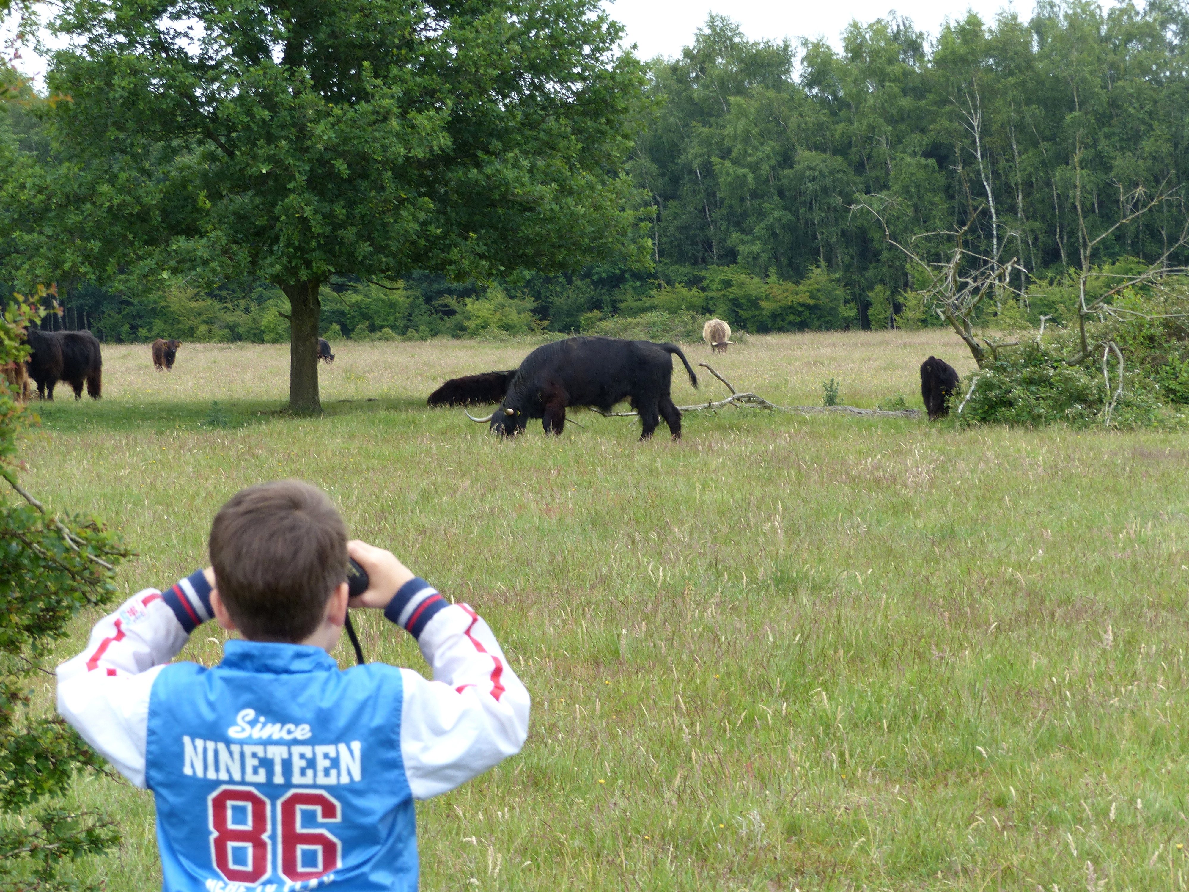 Vertrouwd raken met runderen en paarden als onderdeel van de natuur. Foto: Rob Brinkhof