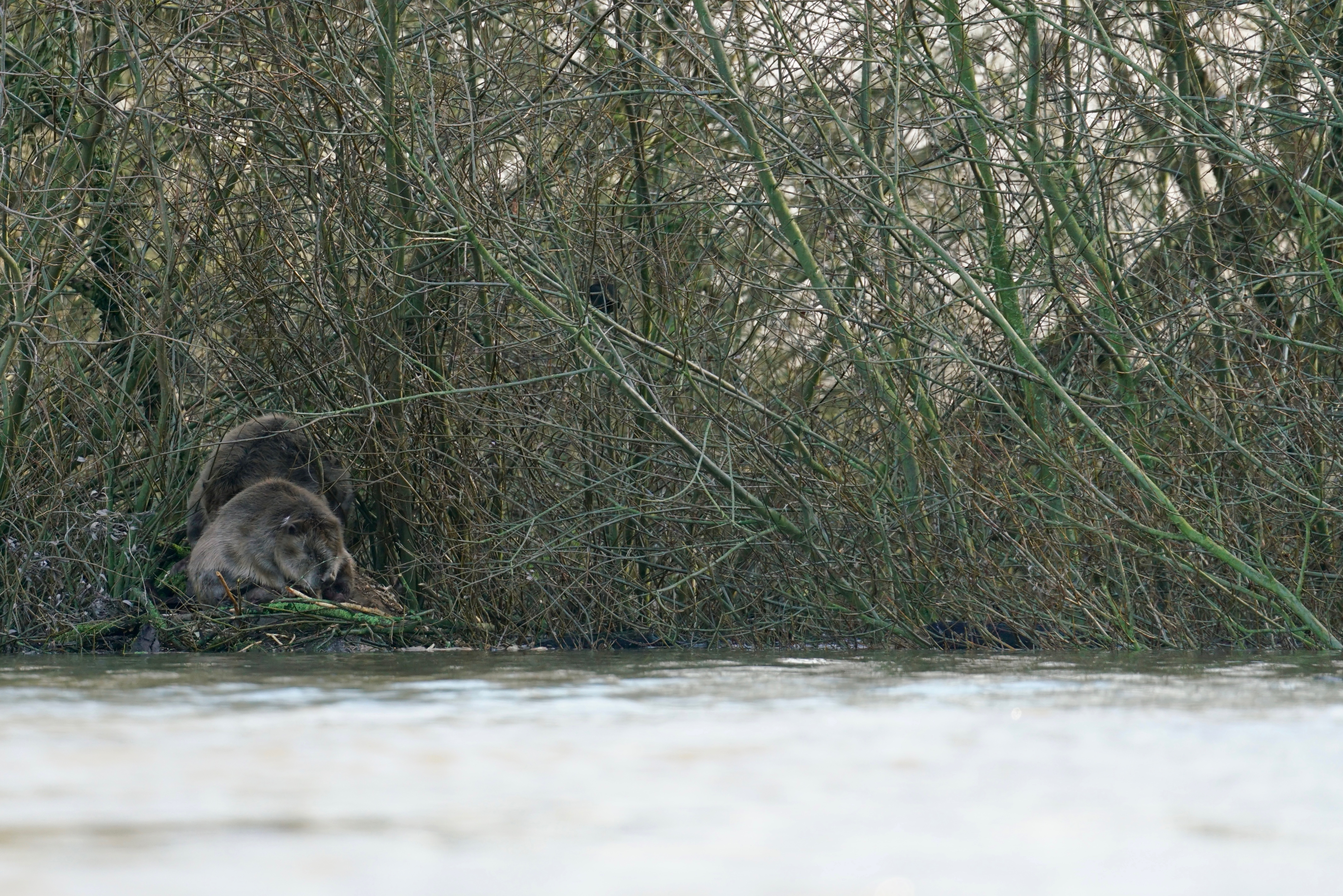 Bevers langs de Waal tijdens hoogwater
