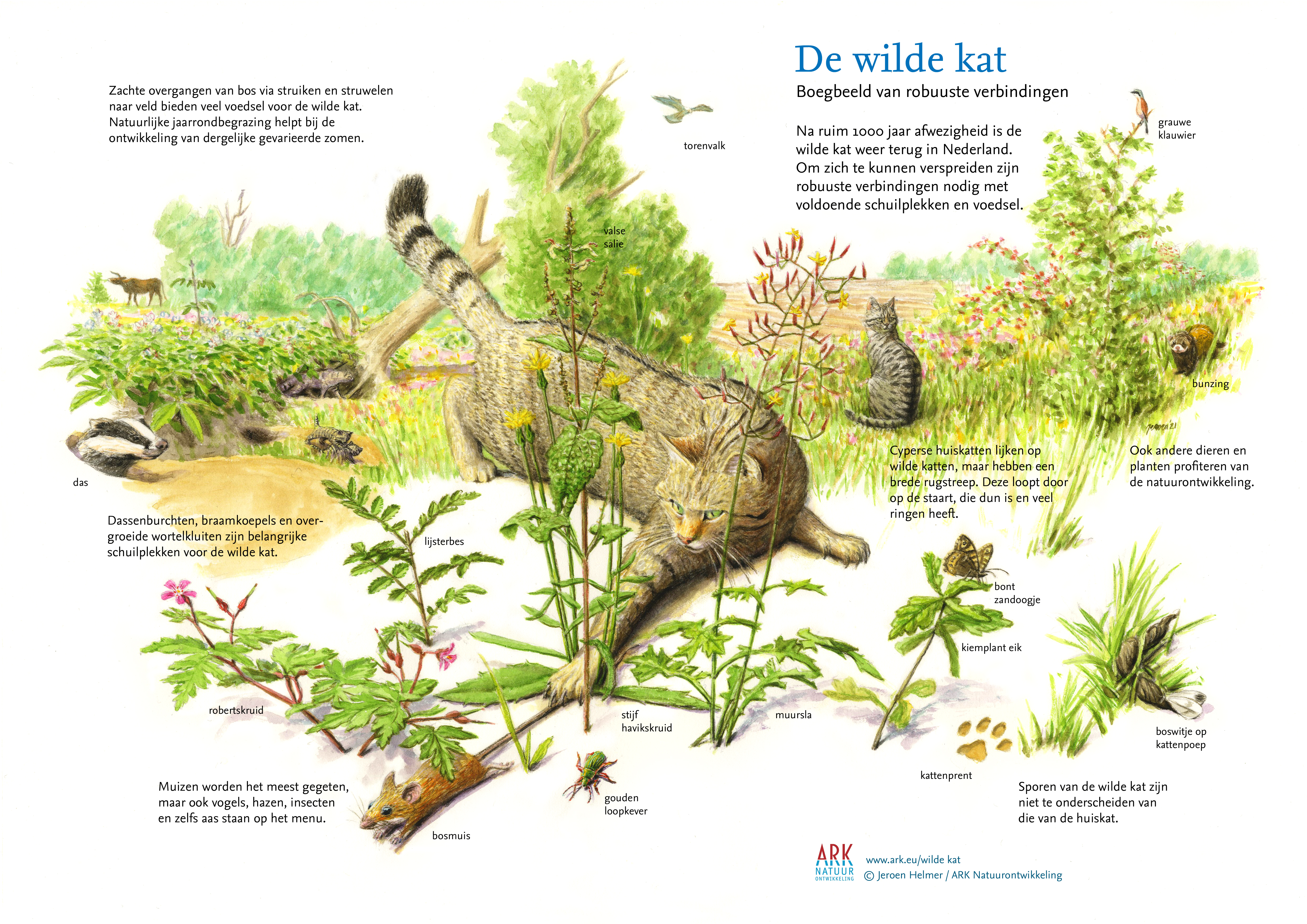ARK’er Jeroen Helmer maakte dit prachtige portret van de wilde kat in zijn natuurlijke omgeving.