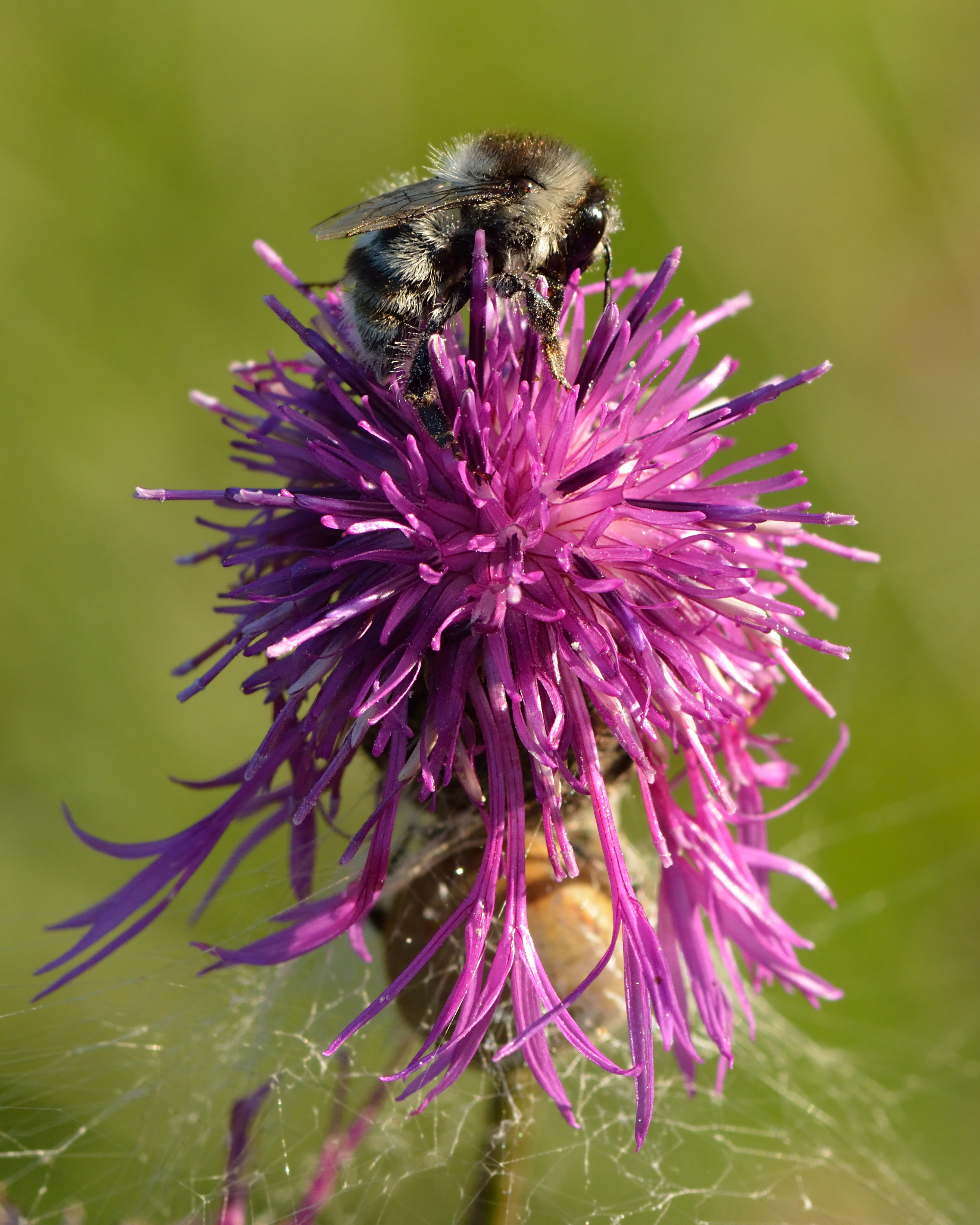 Zandhommel. Foto: Ivar Leidus (Wikimedia)
