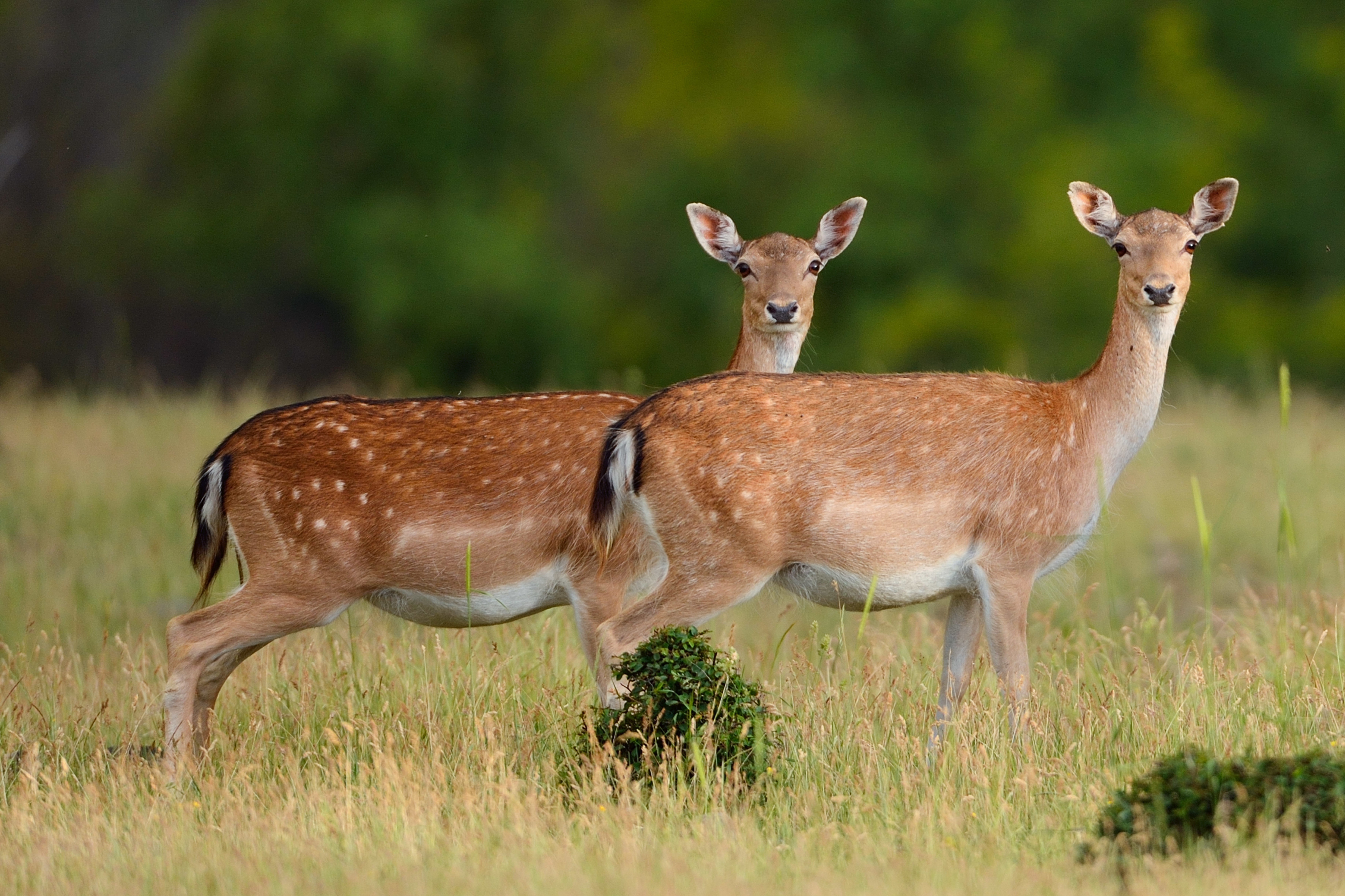 Damherten in de Rhodopen Foto Staffan Widstrand/Rewilding Europe