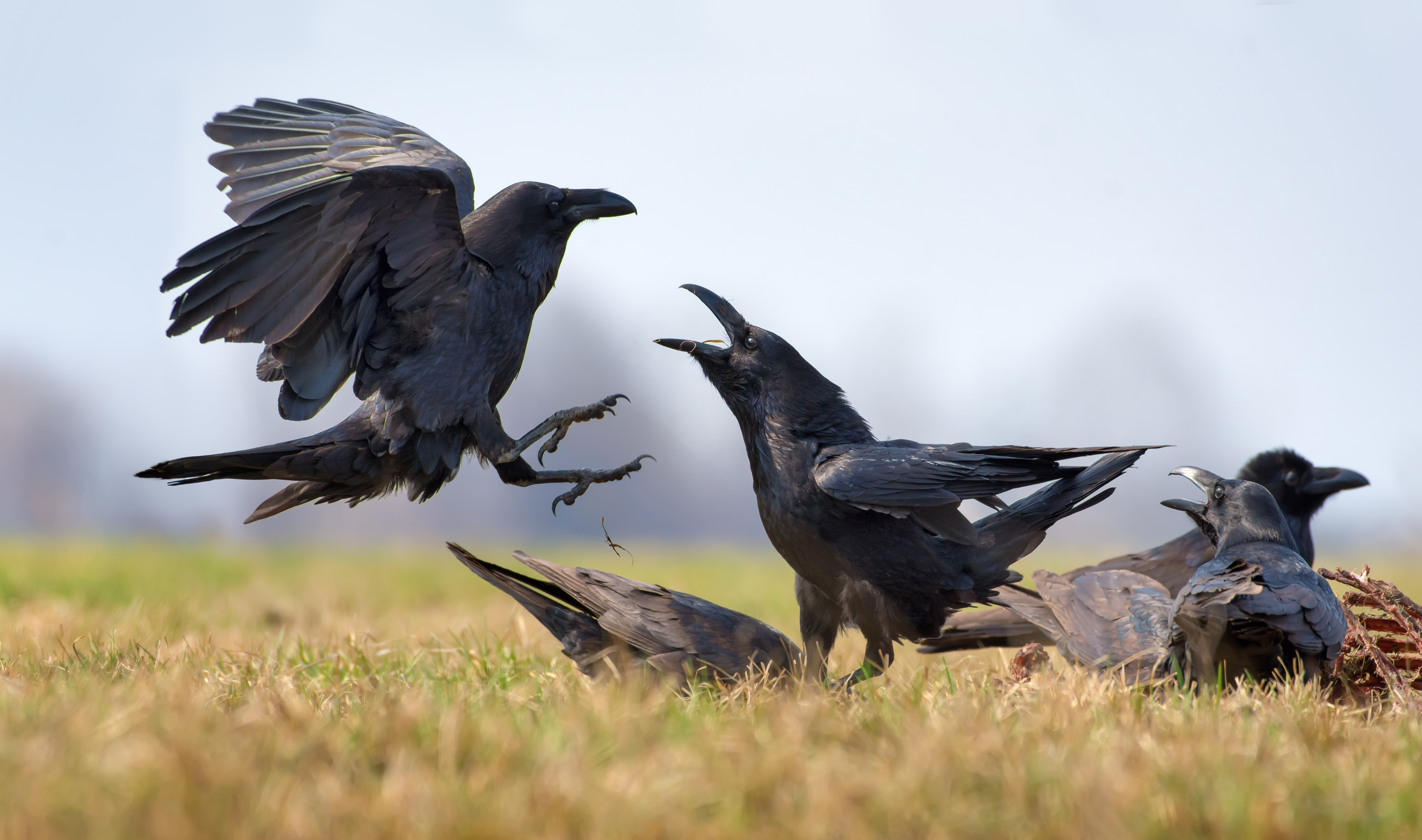 Raven op een kadaver. Foto: Nick Vorobey
