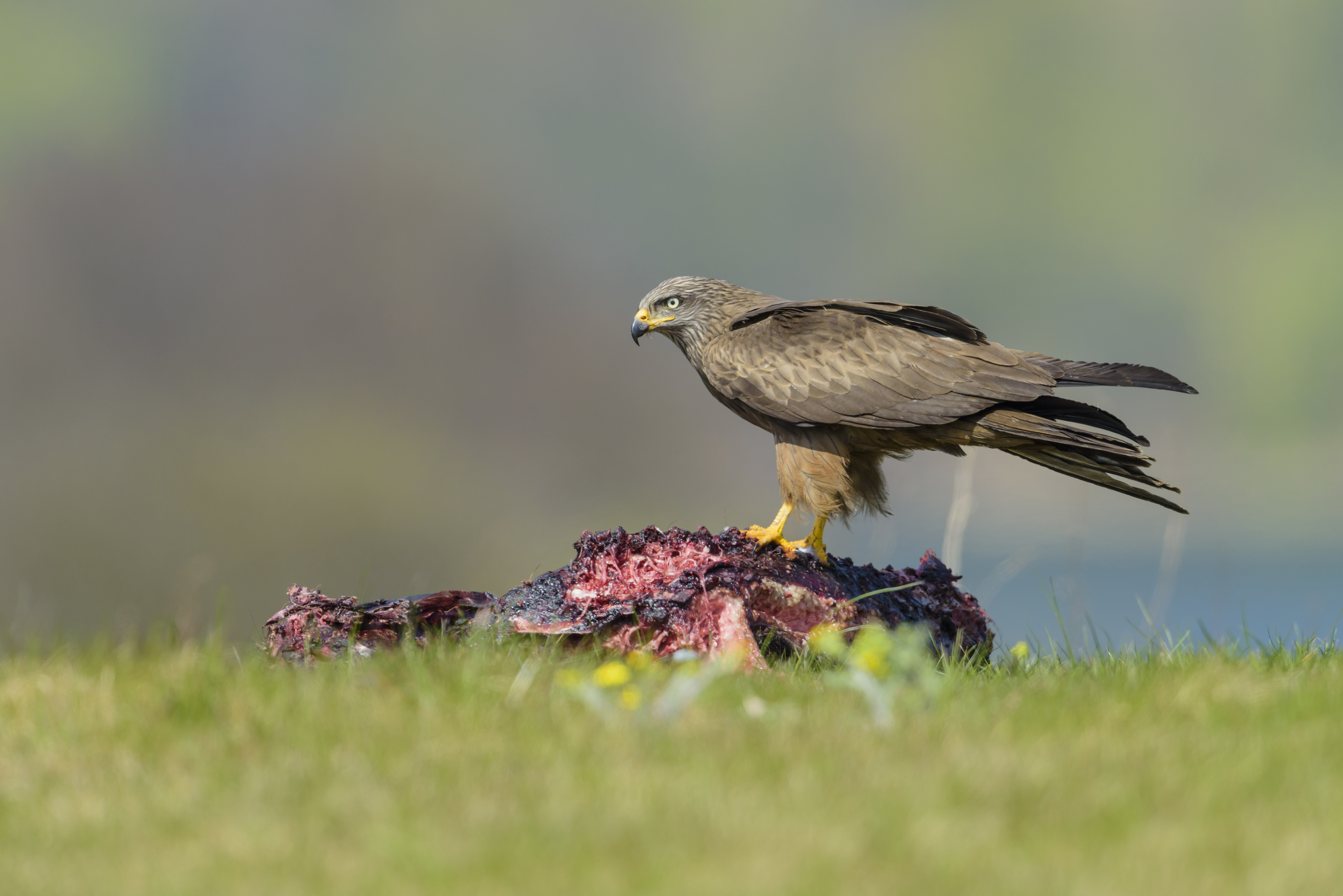 Zwarte wouw op een kadaver. Foto: Zoonar