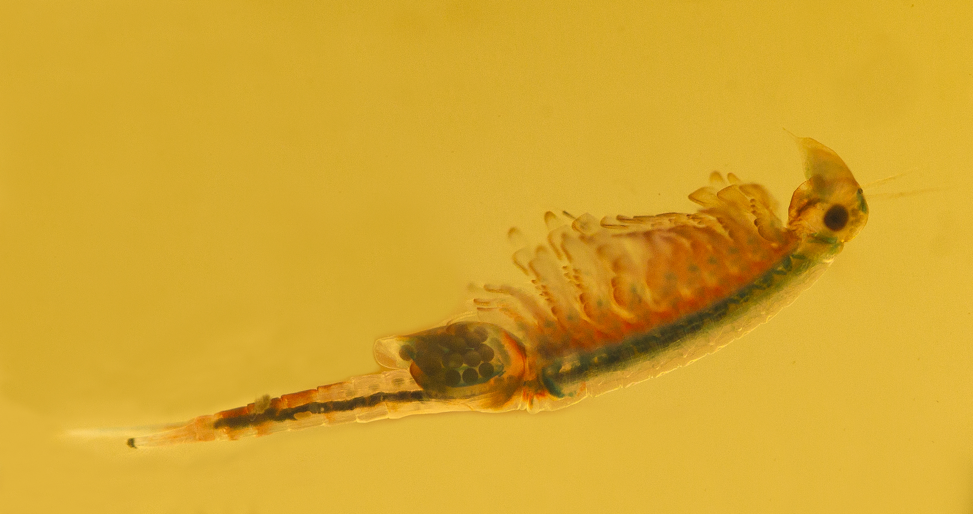 Eubranchipus grubii vrouwtje met eipakket (foto Ingrid Margry-Moonen)