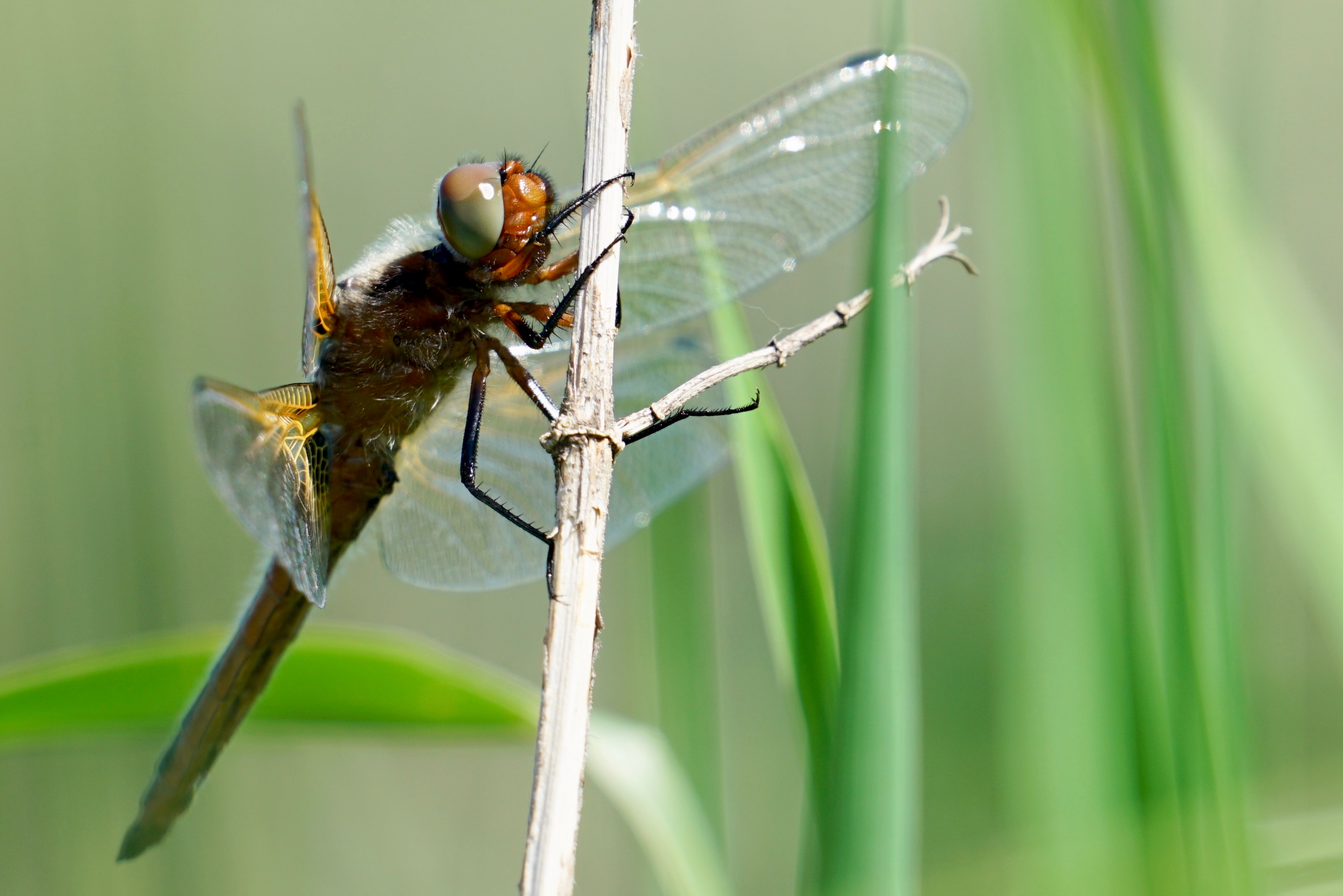 De bruine korenbout breidde zijn leefgebied uit van de Rijnstrangen naar de Ooijpolder. Foto: Twan Teunissen