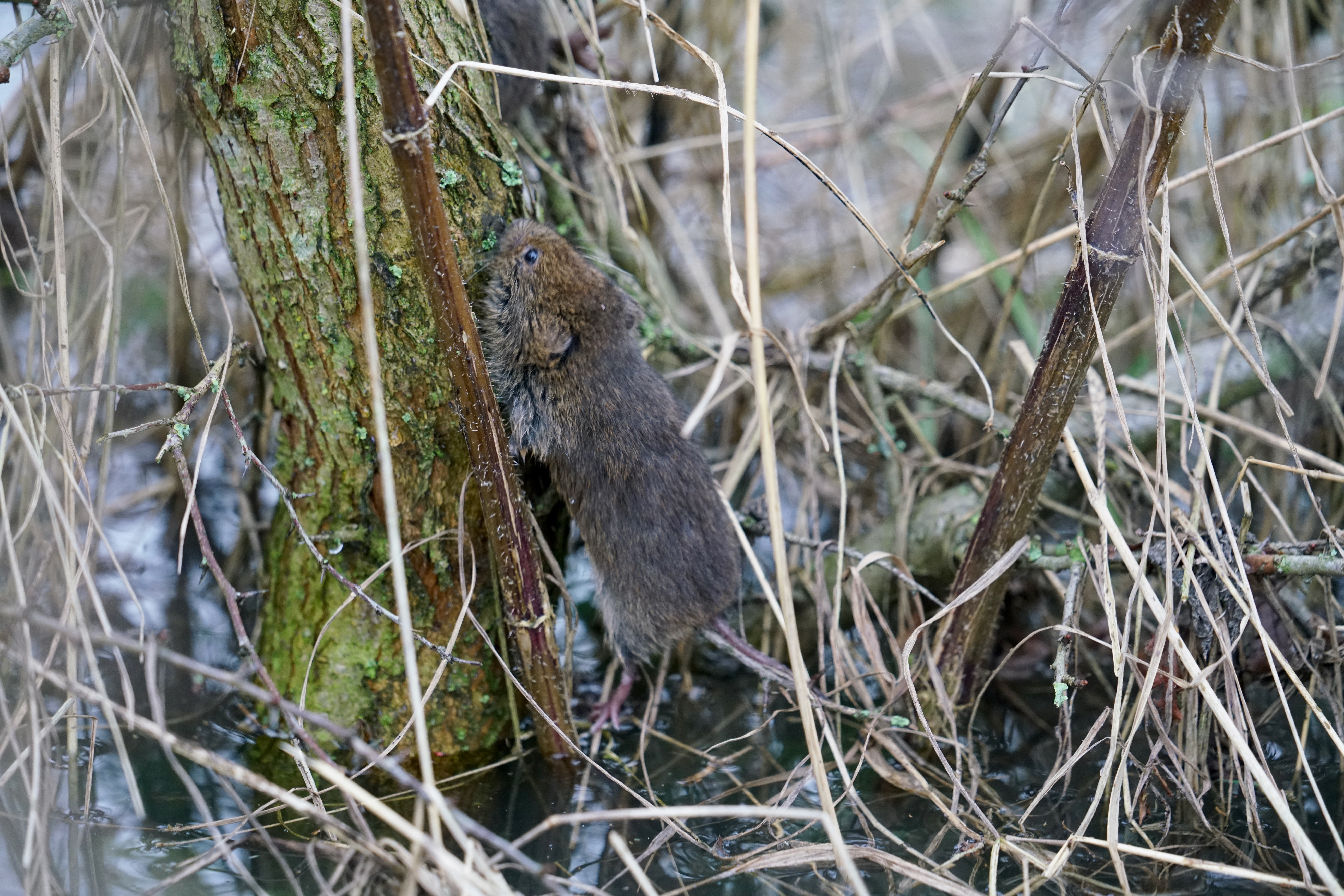 Muis gevlucht voor hoogwater