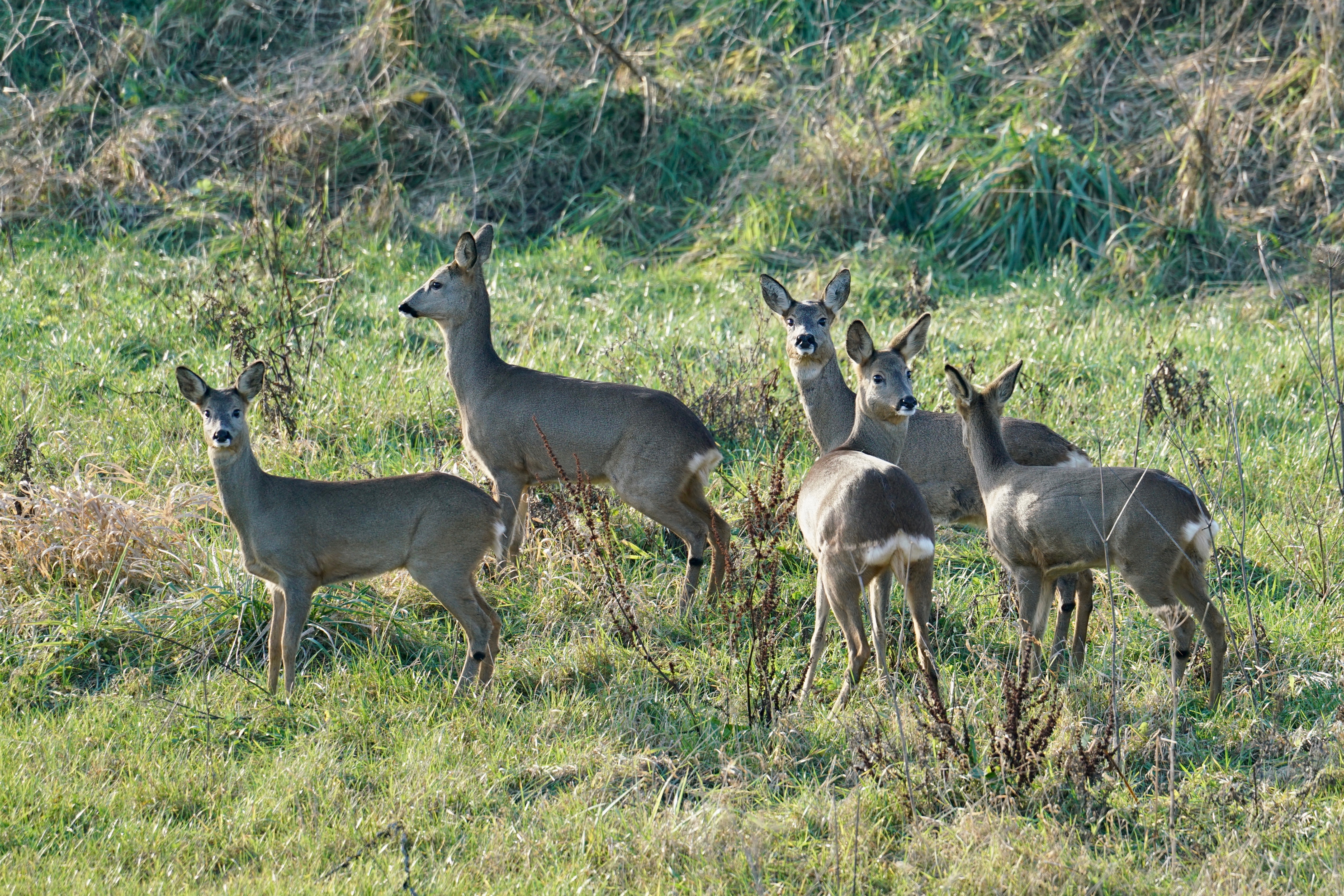Reeën vluchten tijdens hoogwater naar de laatste droge plekken